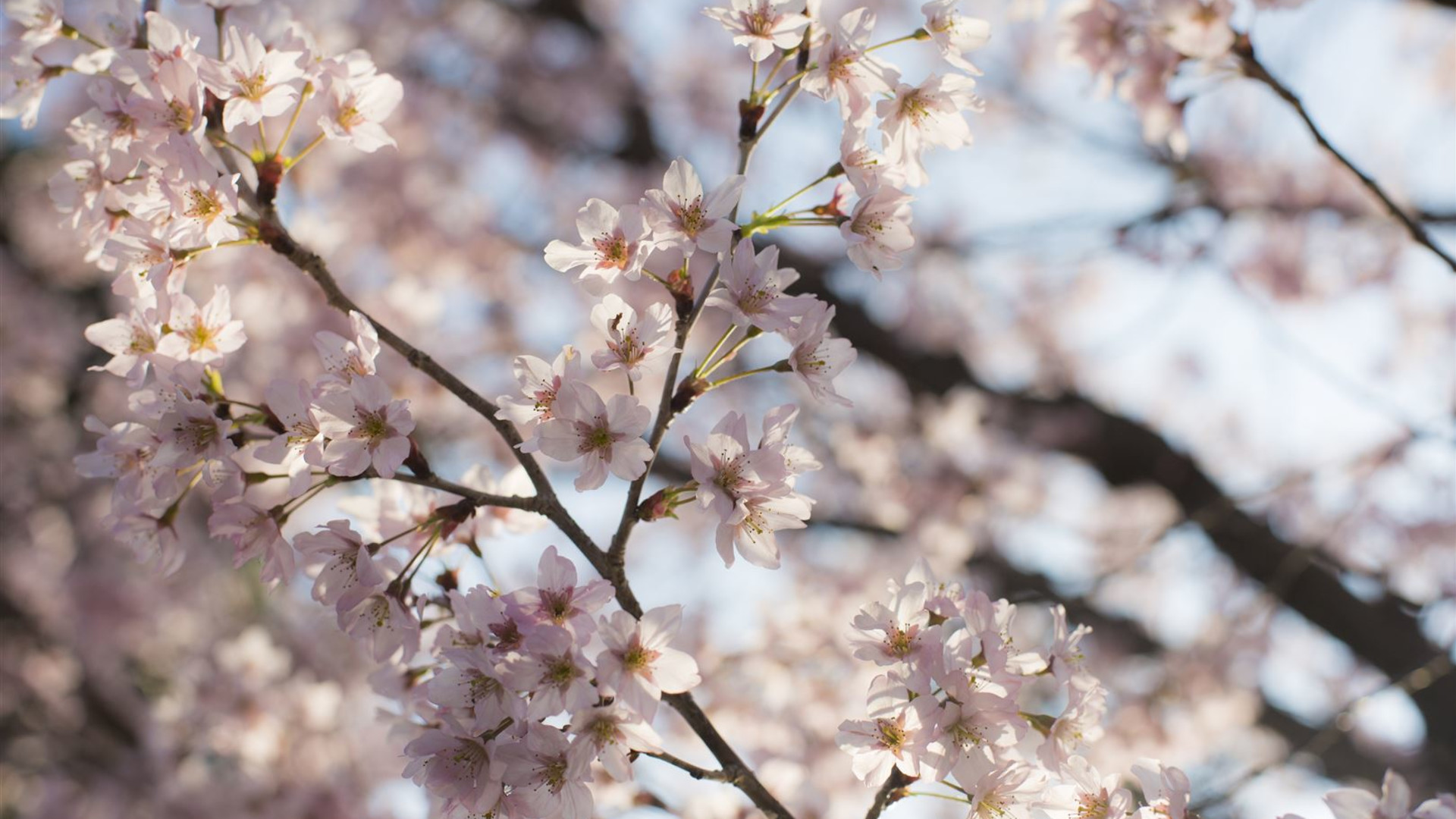 Absolute Active Japan