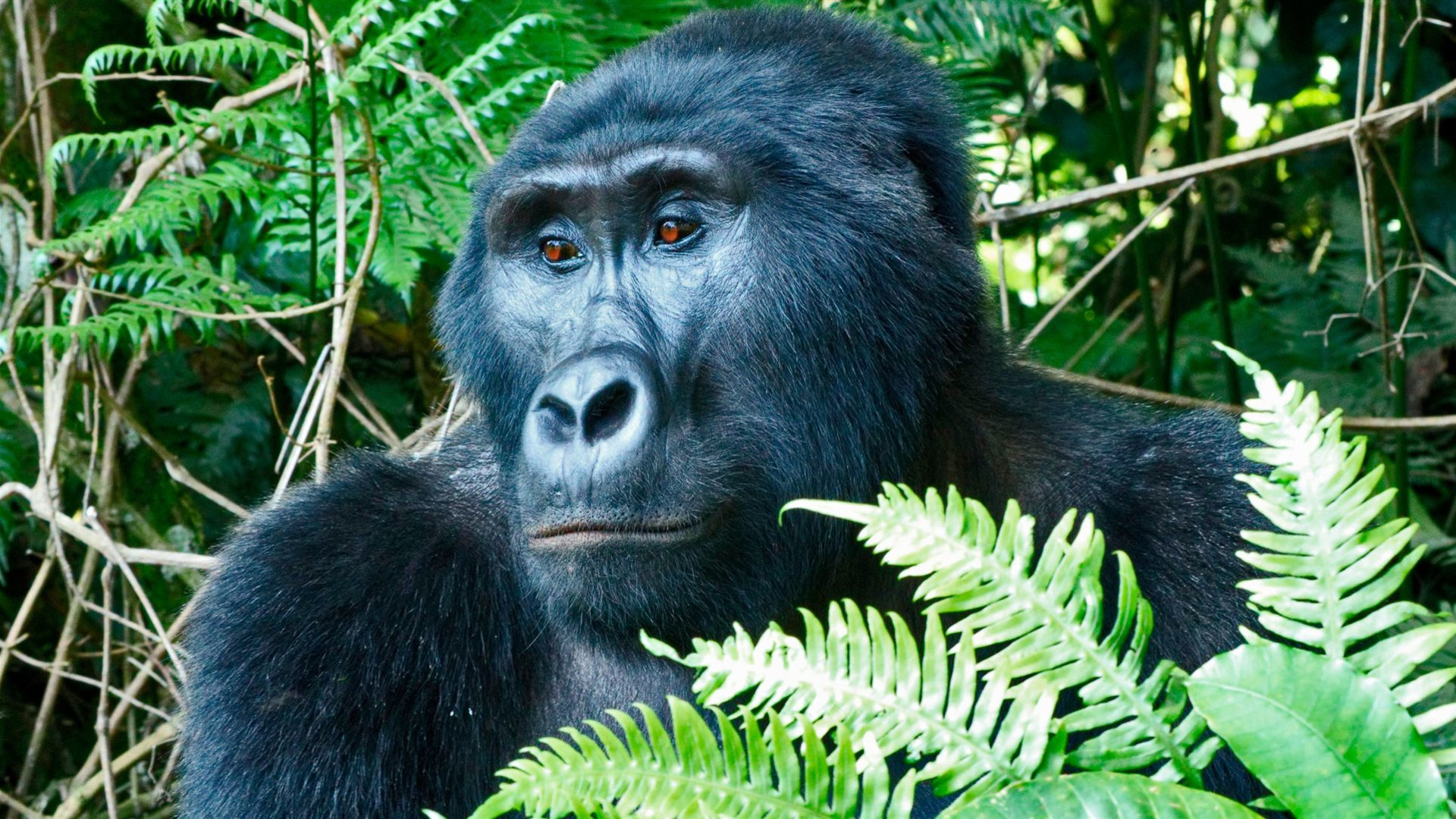 Masai-Mara und Gorilla-Abenteuer
