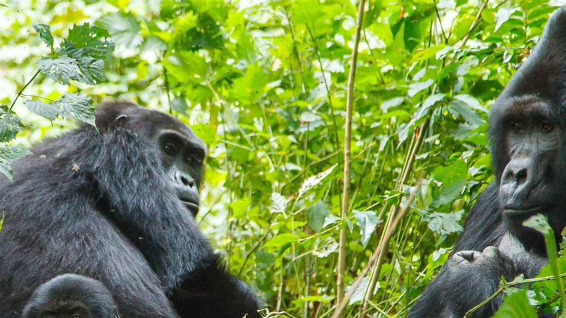 Johannesburg to Gorillas