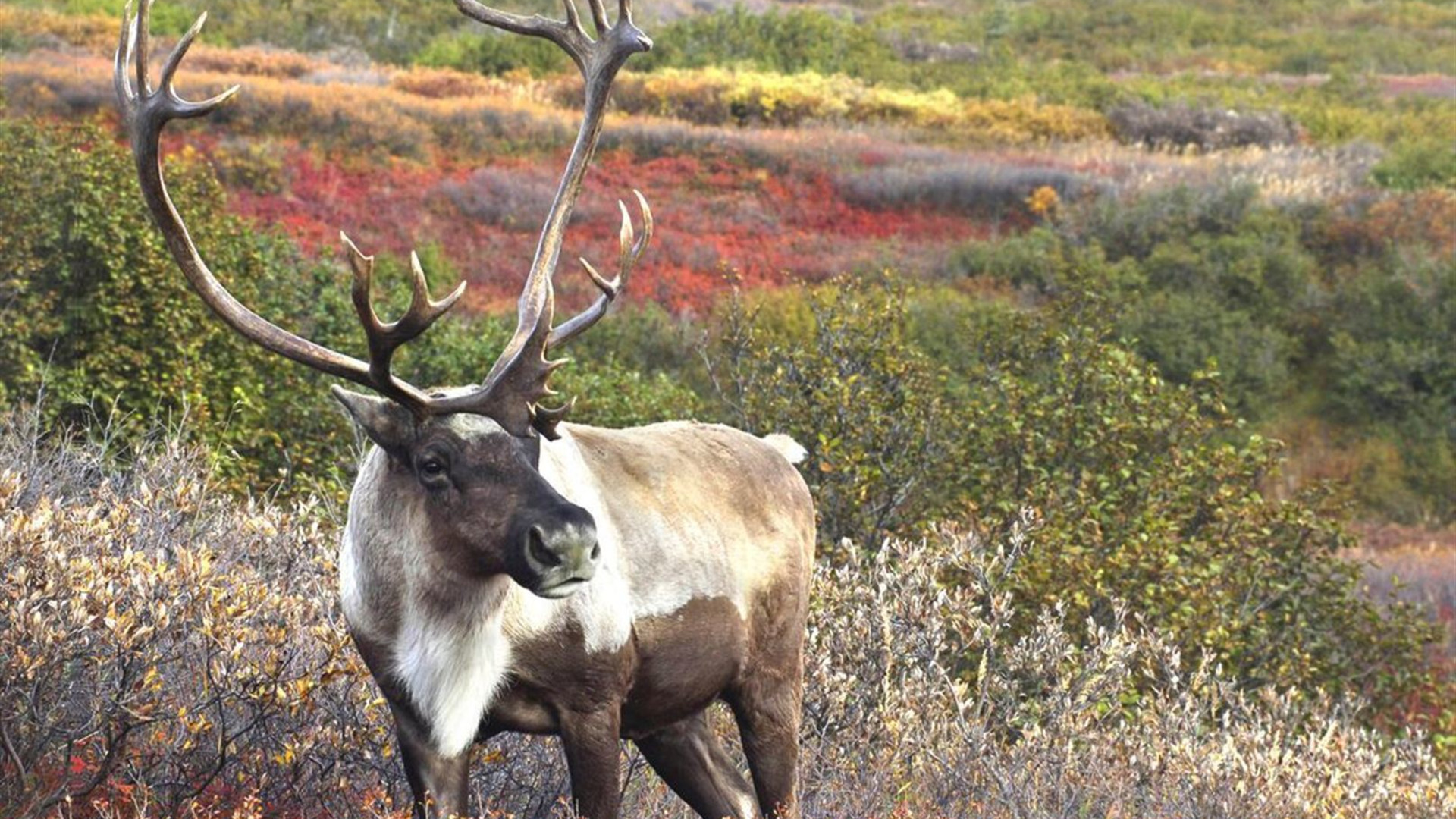 Best of Alaska