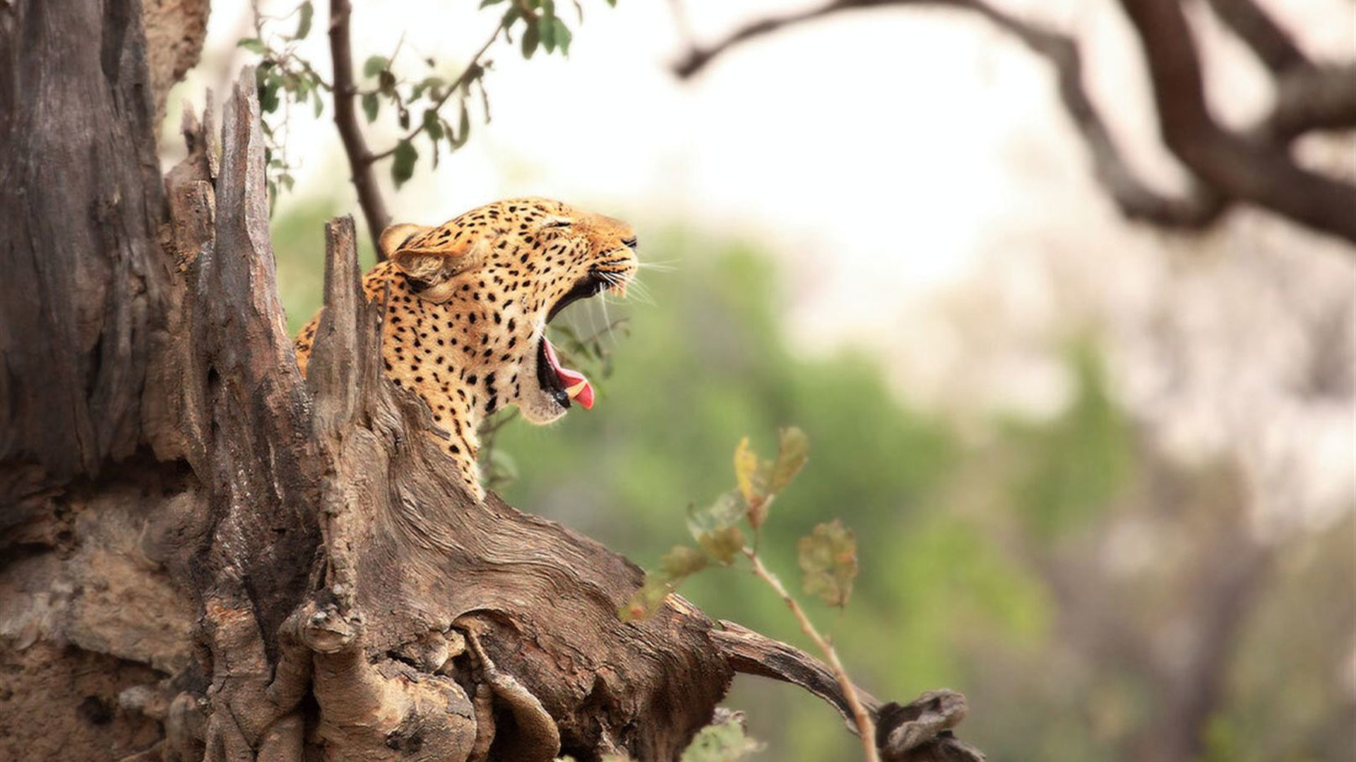 Vic Falls to Zanzibar