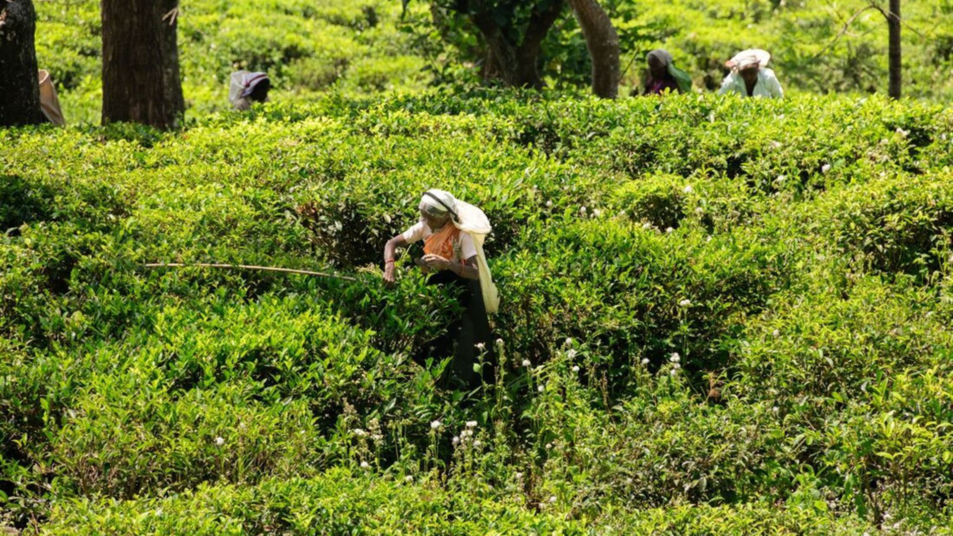 Classic Sri Lanka