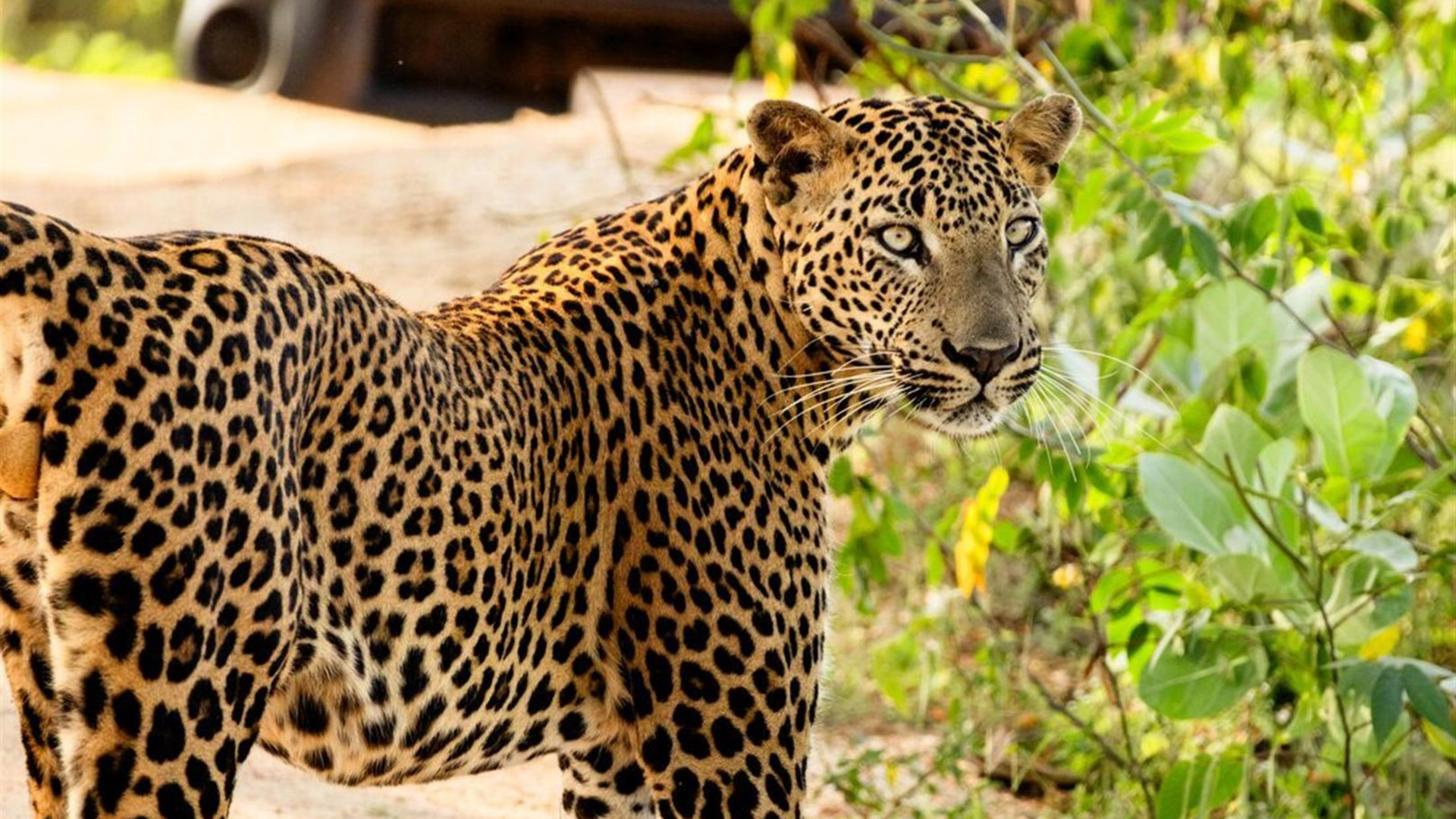 Essential Sri Lanka