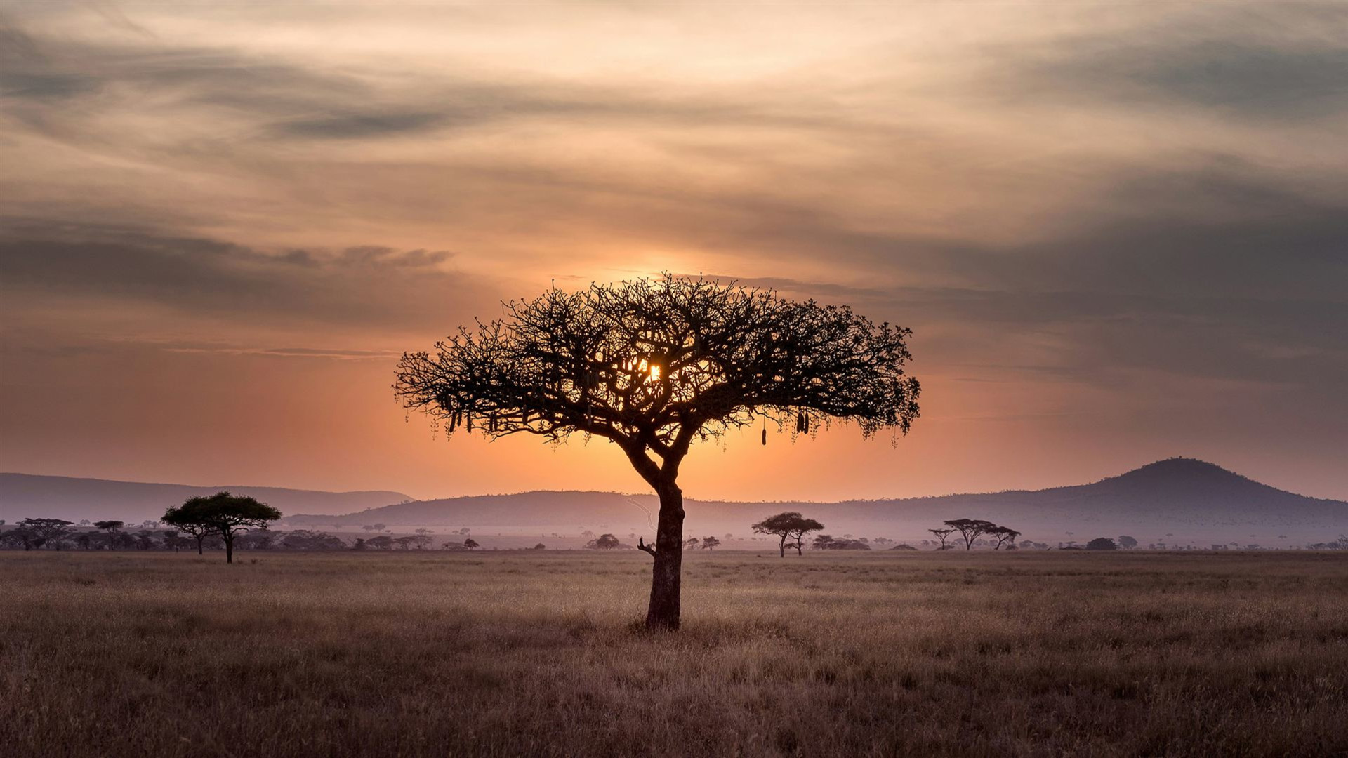 Signatur: Serengeti, Tarangire und Ngorongoro-Krater in Tansania