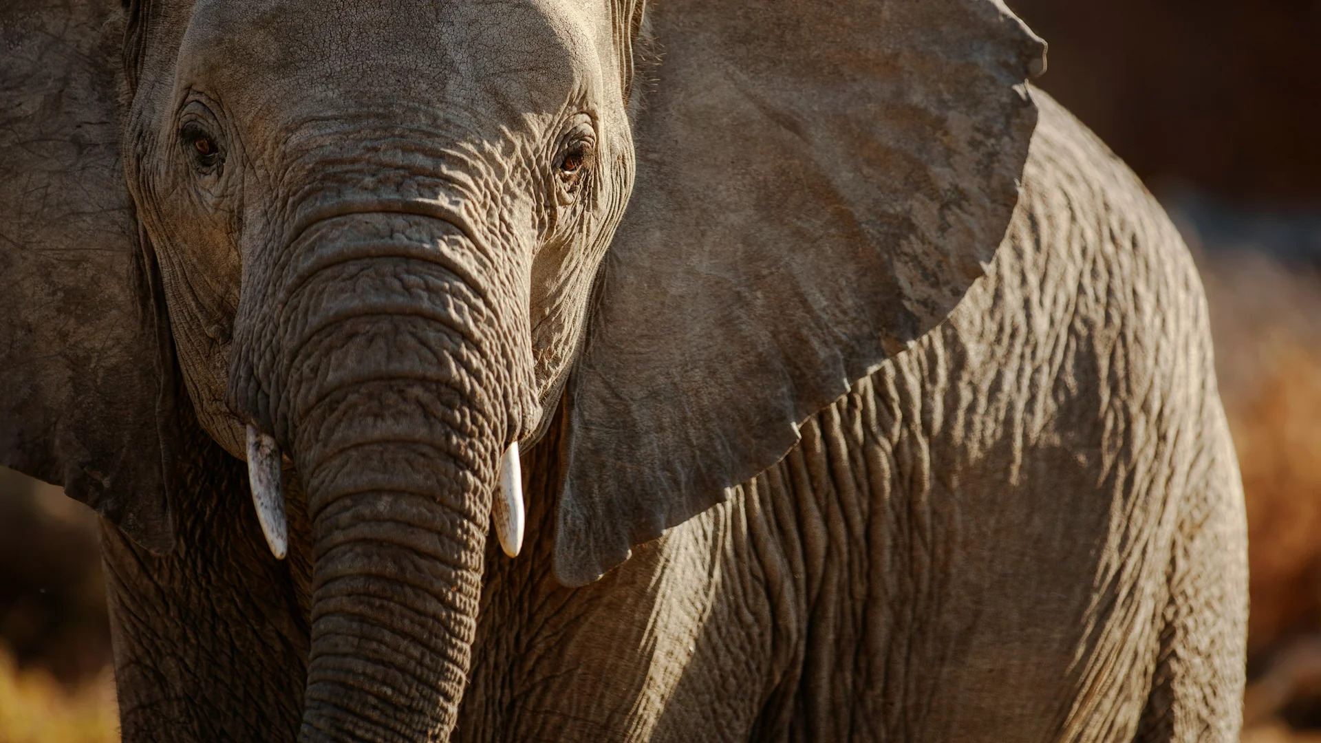 Signature: Kruger, Victoria Falls & Botswana’s Untamed Wonders