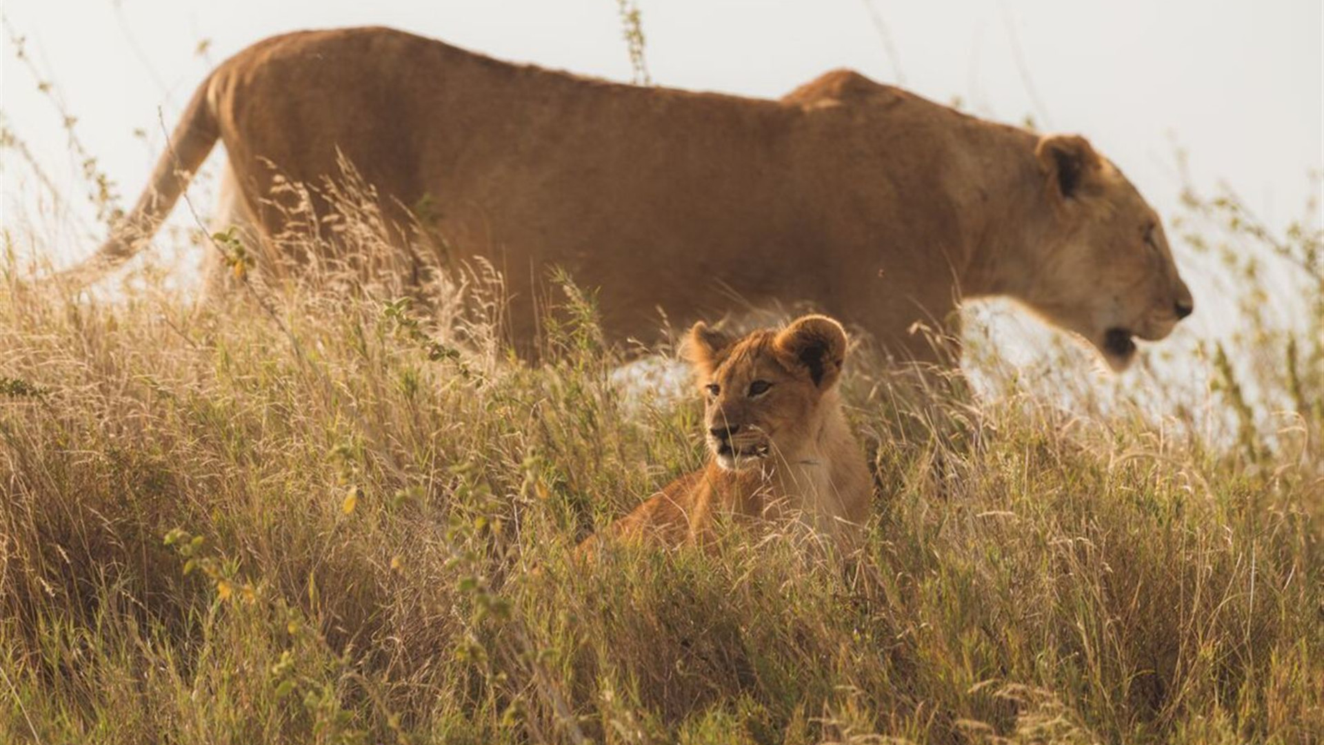 Kenya to Vic Falls