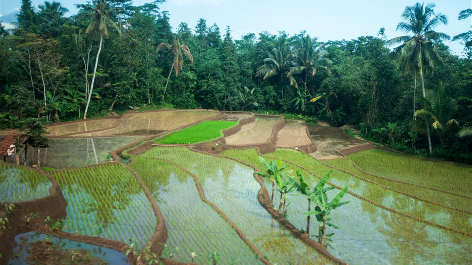 Höhepunkte von Java: Tempel und das Dieng-Plateau