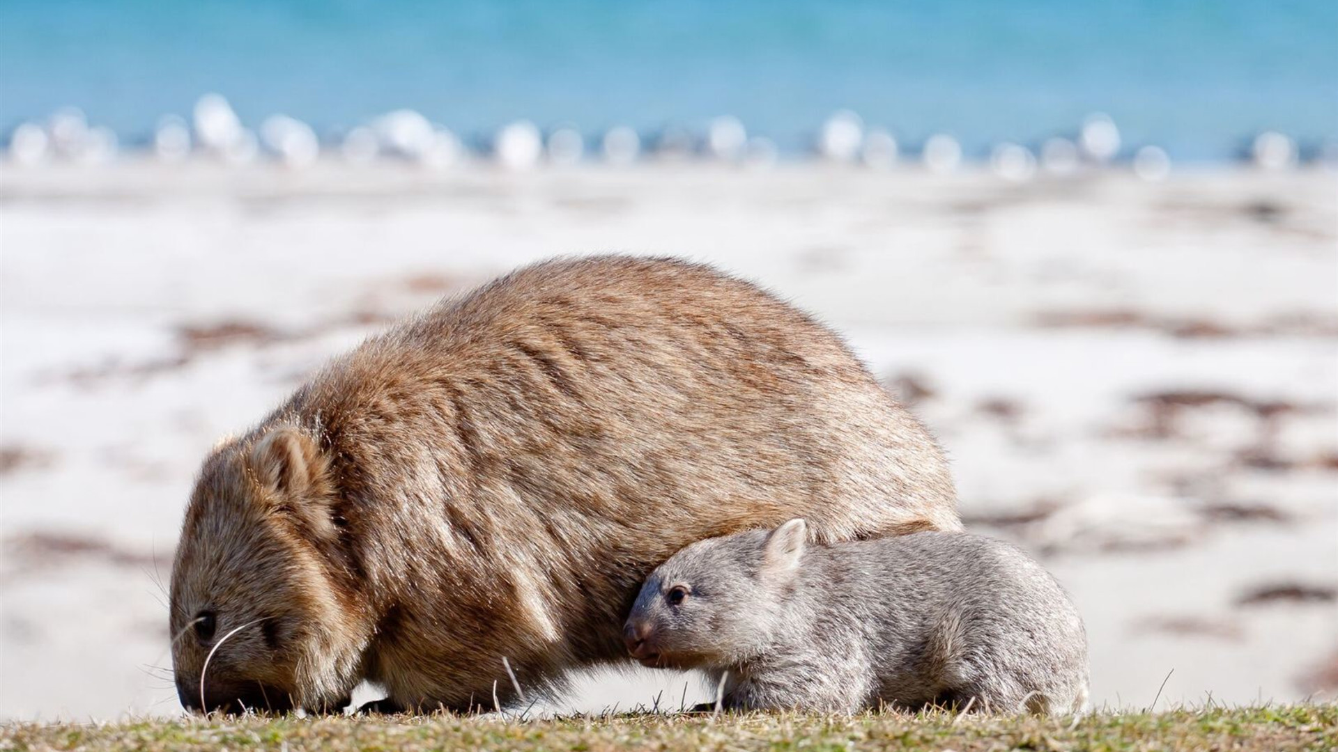 Tasmania's Maria Island Walk (Portered)