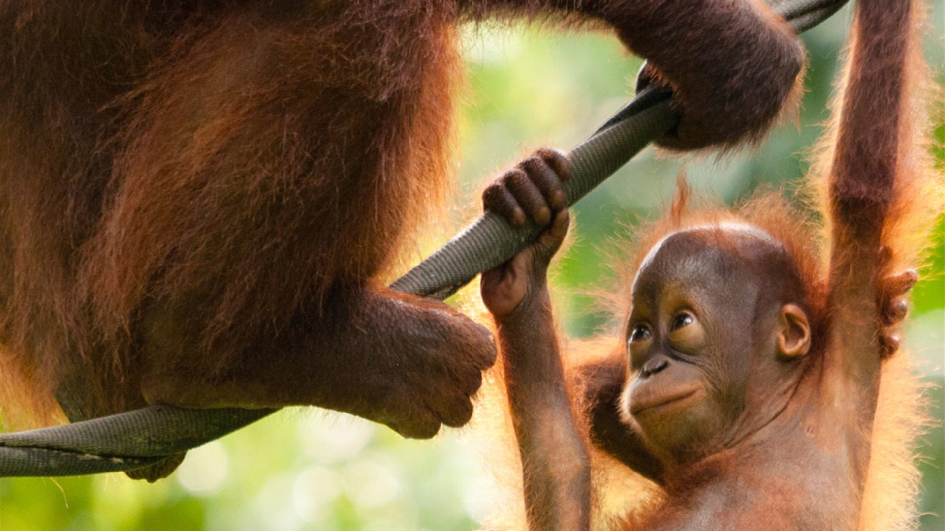 Journeys: Das Beste von Borneo