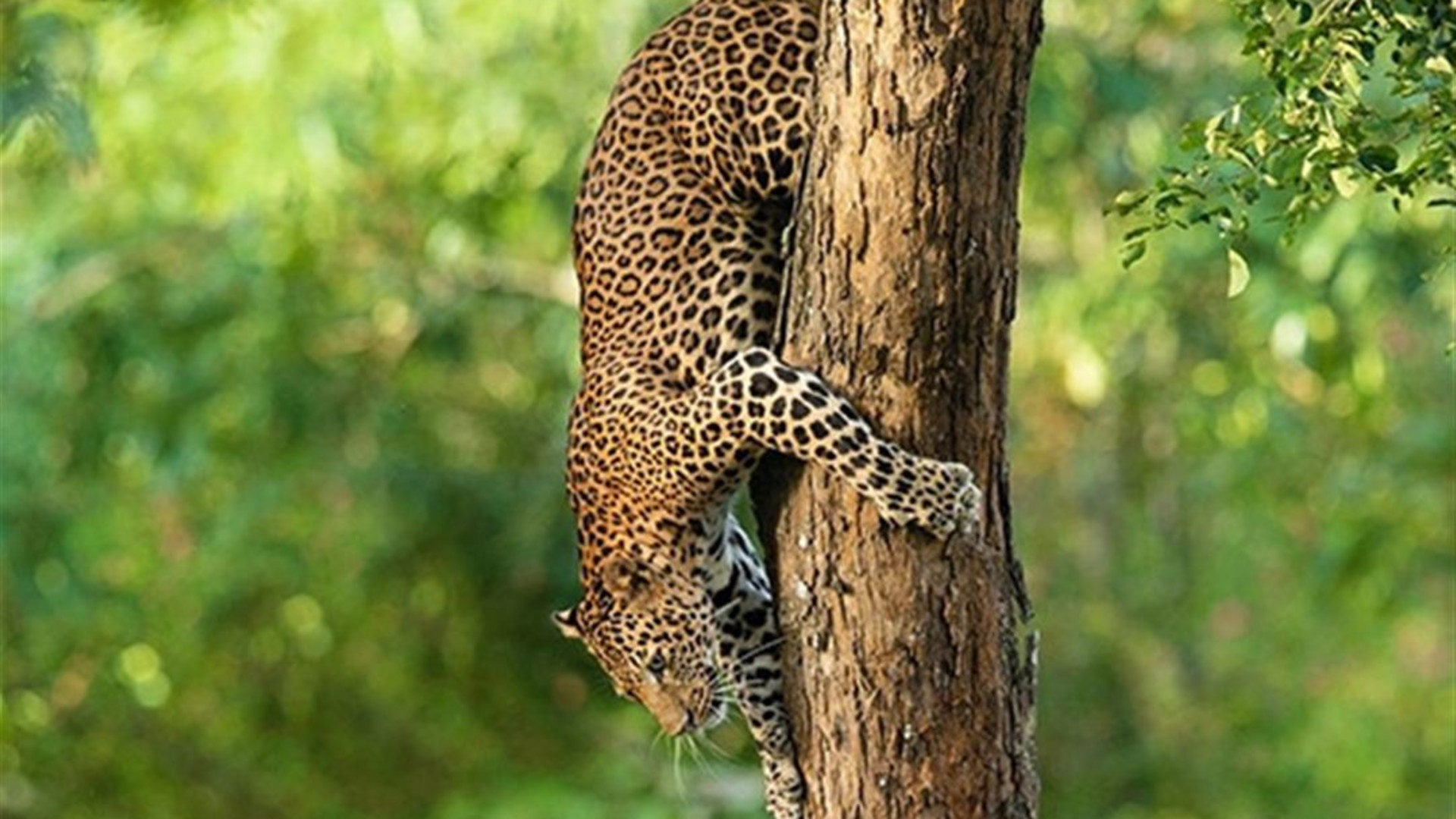 Signature: Sri Lanka’s Highlands, Yala & Galle