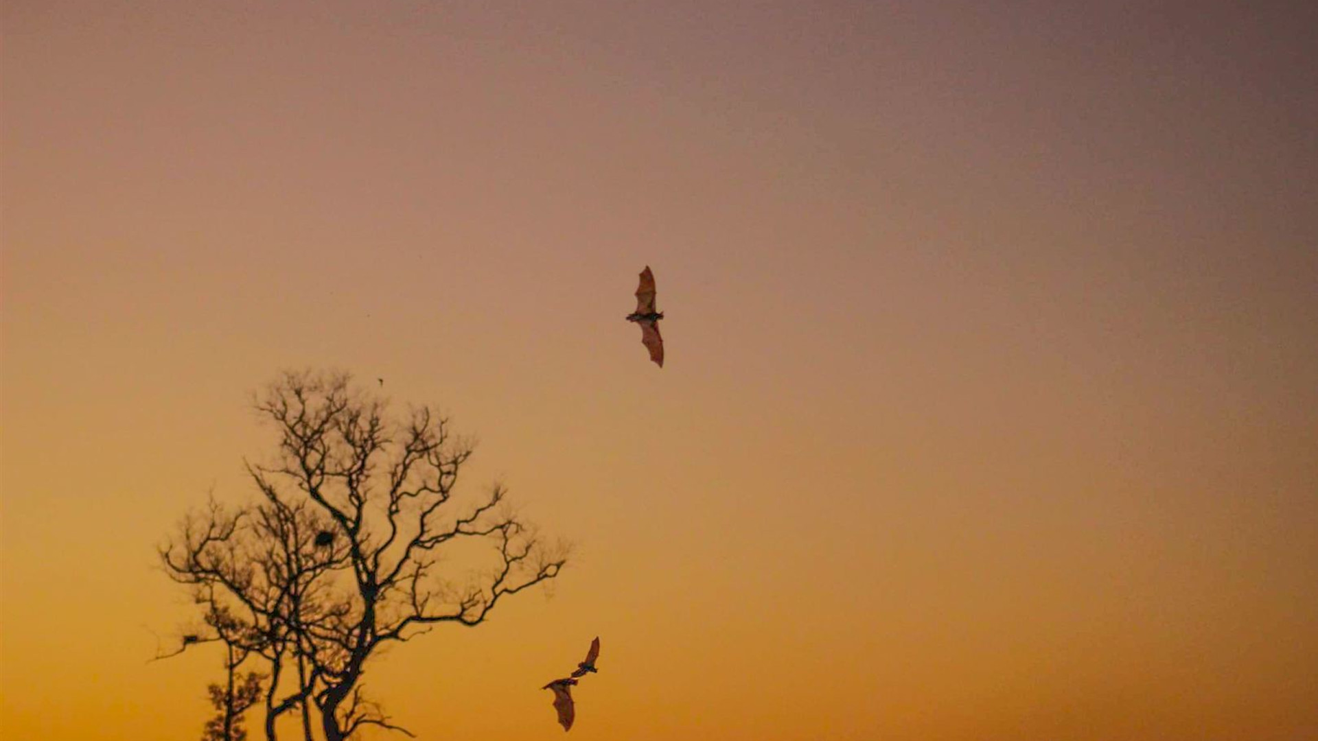 Pantanal - Land of the Jaguar