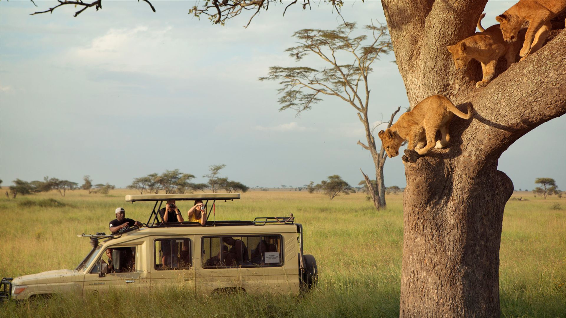 Tansania: Schimpansen-Trekking & Safari in der Serengeti