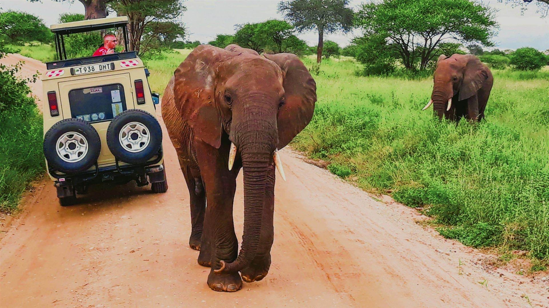 Tanzania Safari