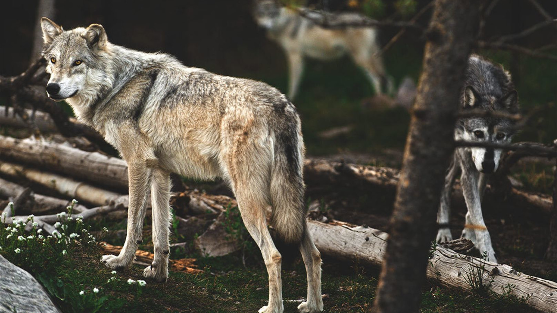 Yellowstone and Grand Tetons Adventure