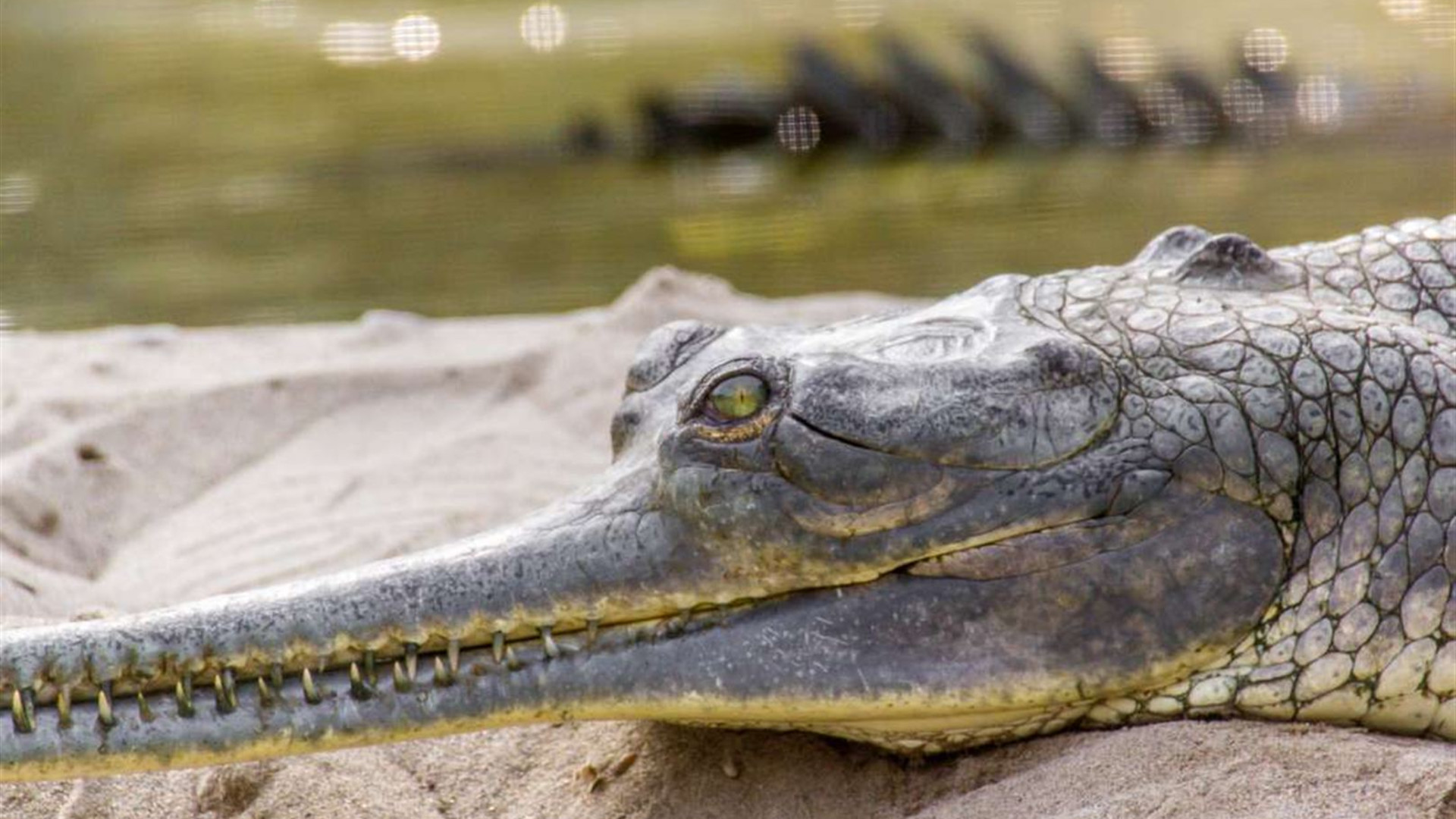 India & Nepal Adventure