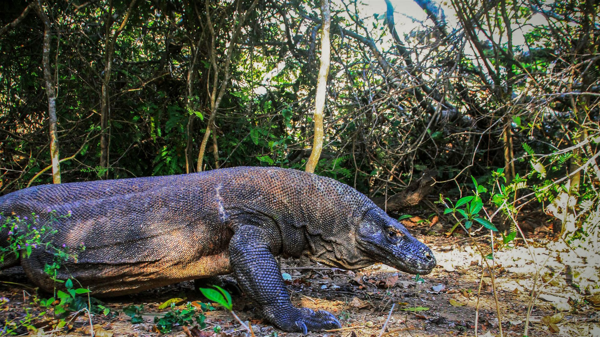 Indonesien: Bali und die Insel Komodo