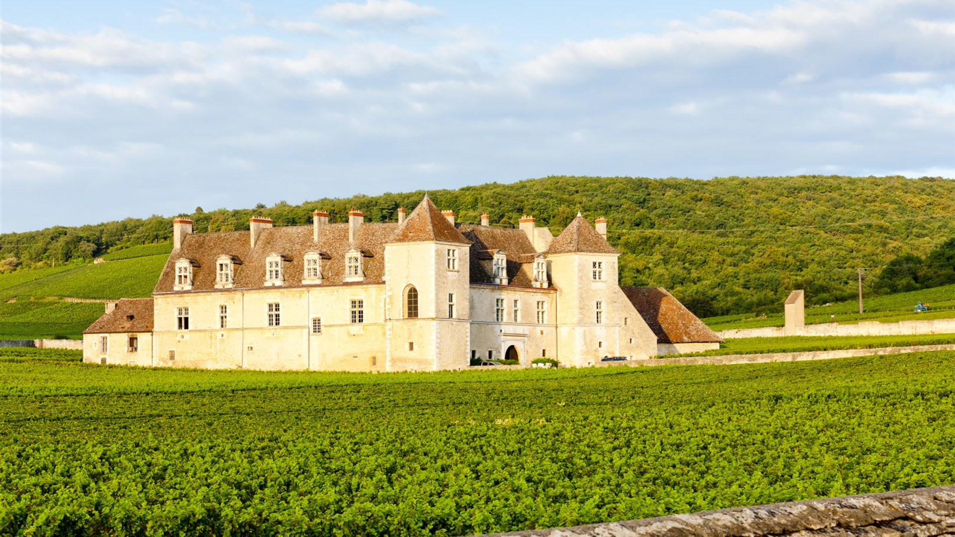 Walking in Burgundy's Vineyards