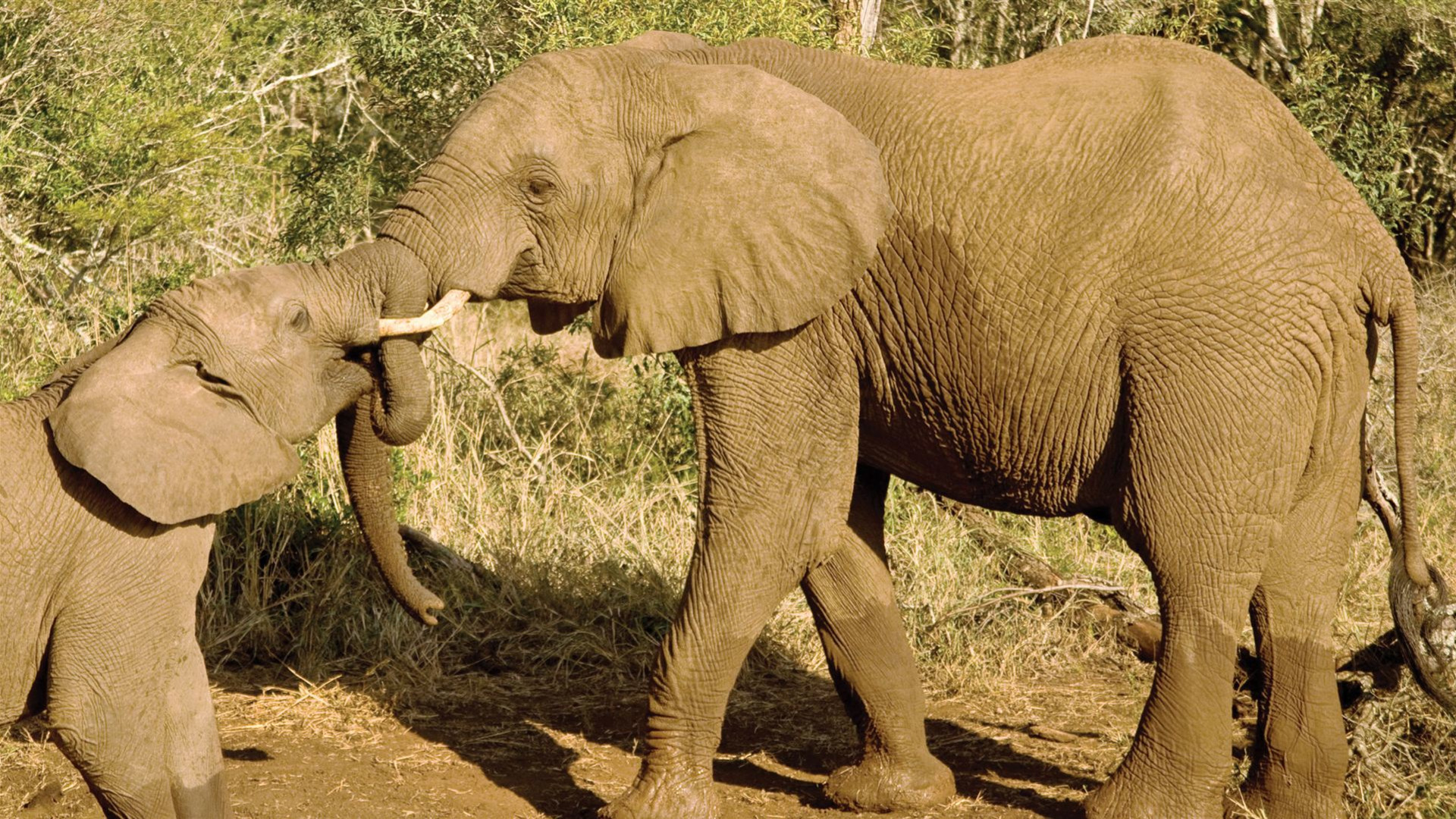 Reisen: Safari in Kenia