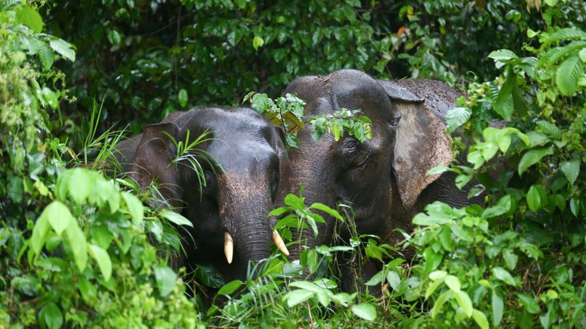 Borneo Premium Family Holiday