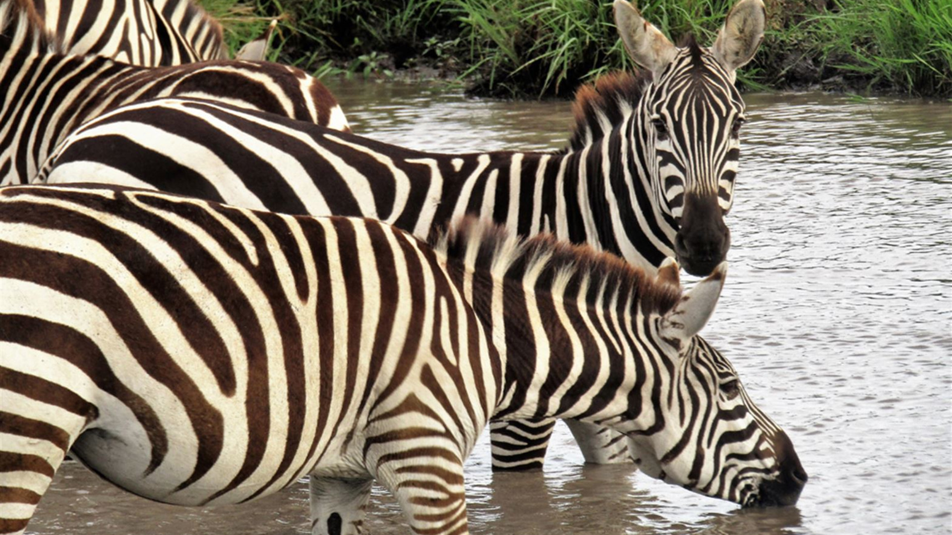 African Safari: Kenya & Tanzania
