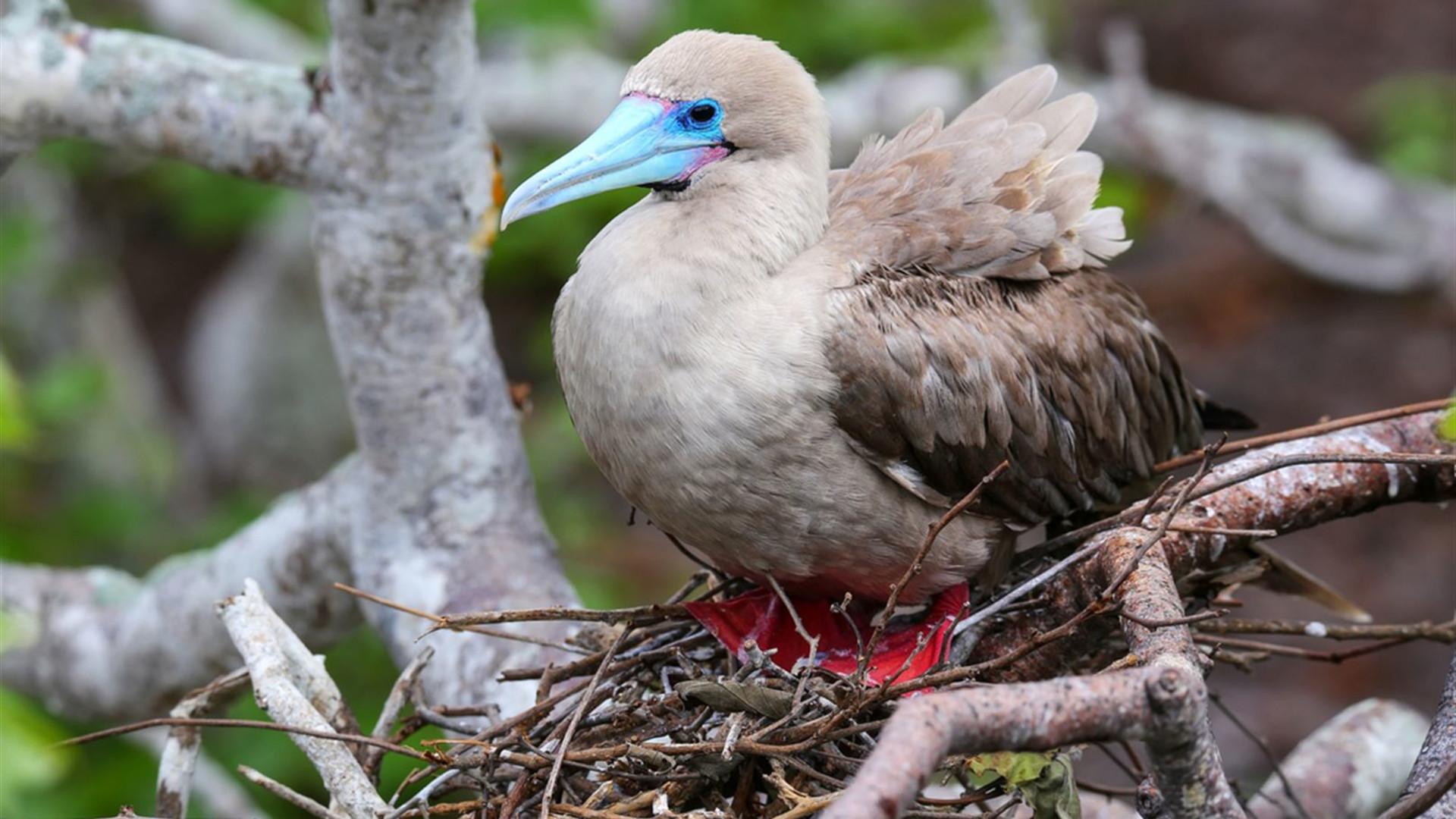 Ecuador Amazon & Galapagos Family Holiday