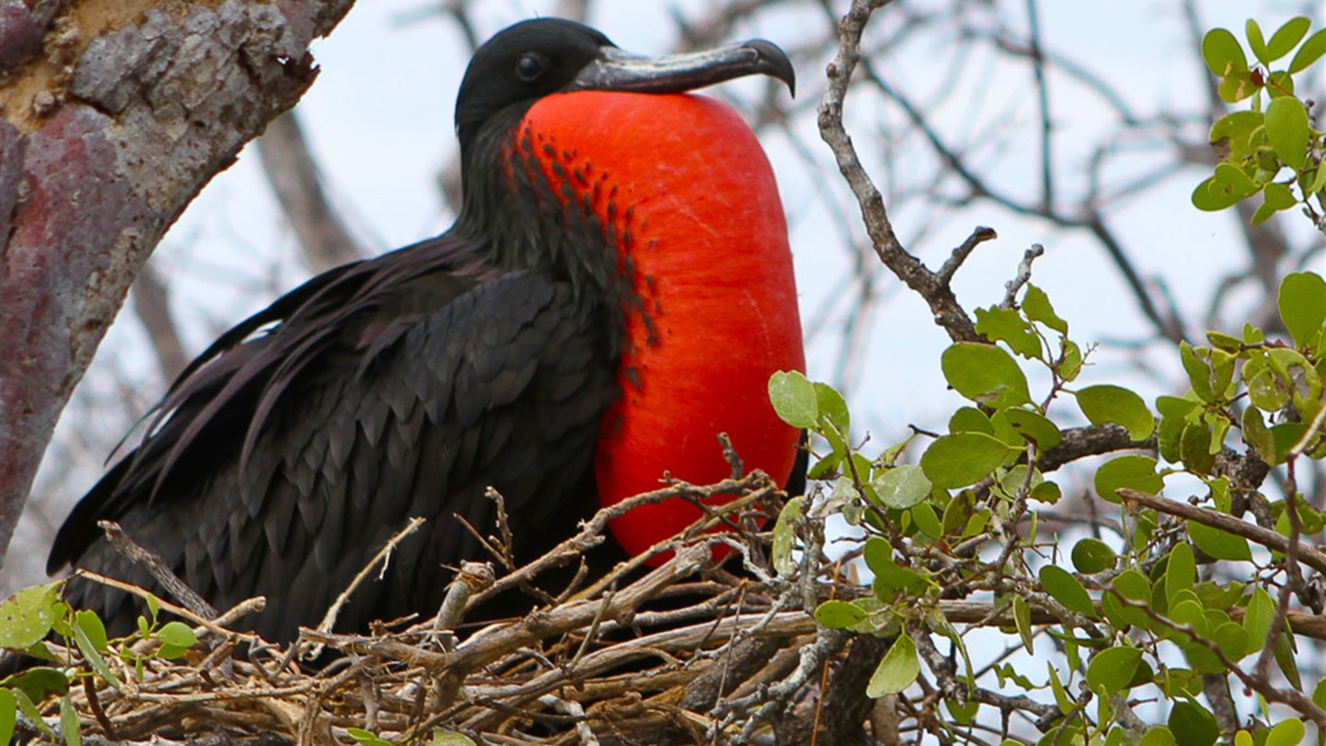 Galapagos — South & East Islands aboard the Eden