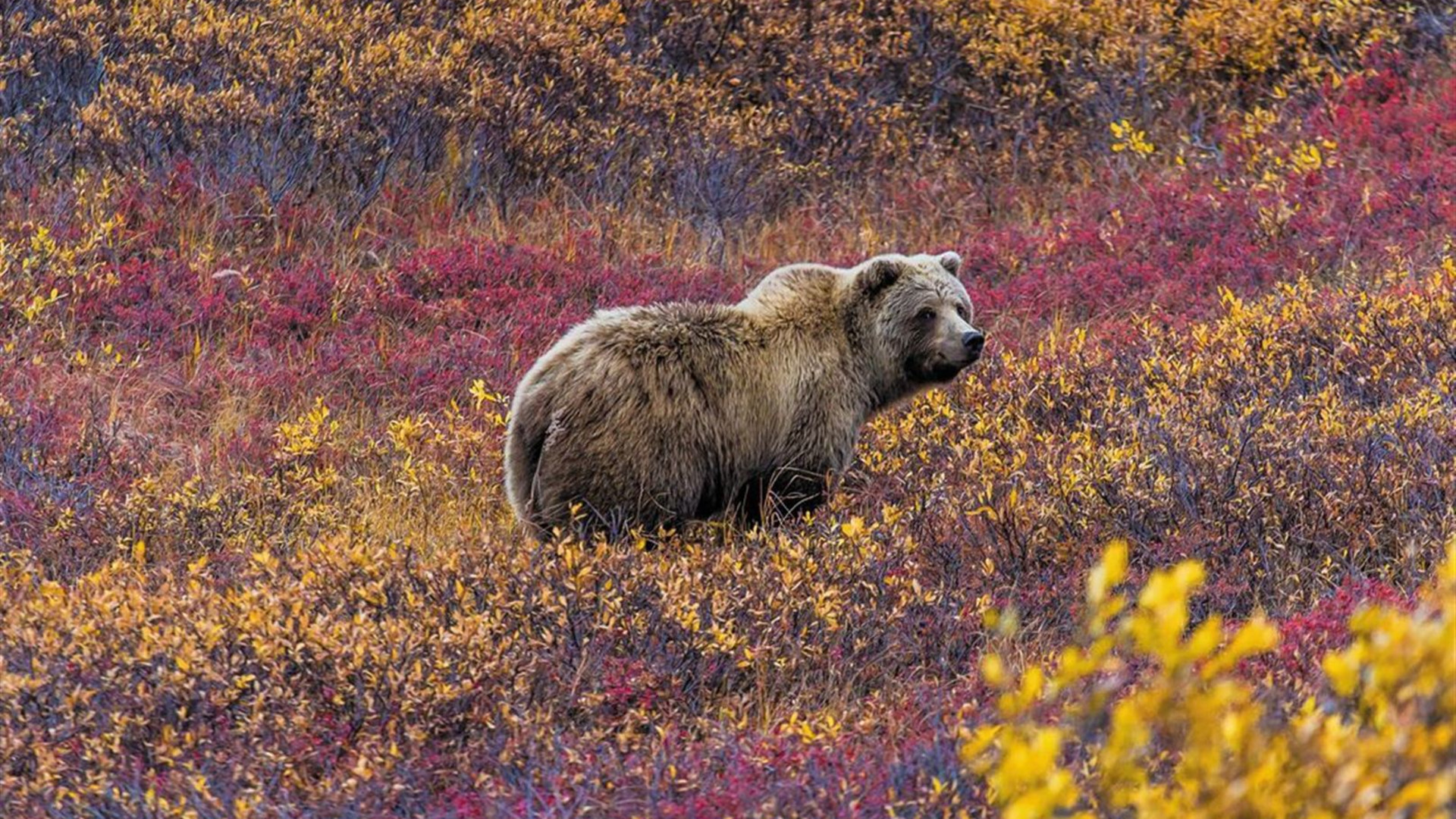Best of Alaska