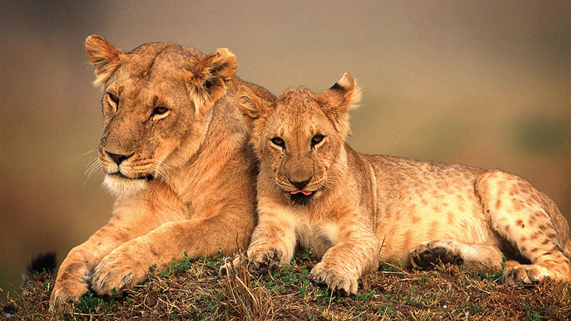 Signature: Kenya & Rwanda — From the Mara to the Mist
