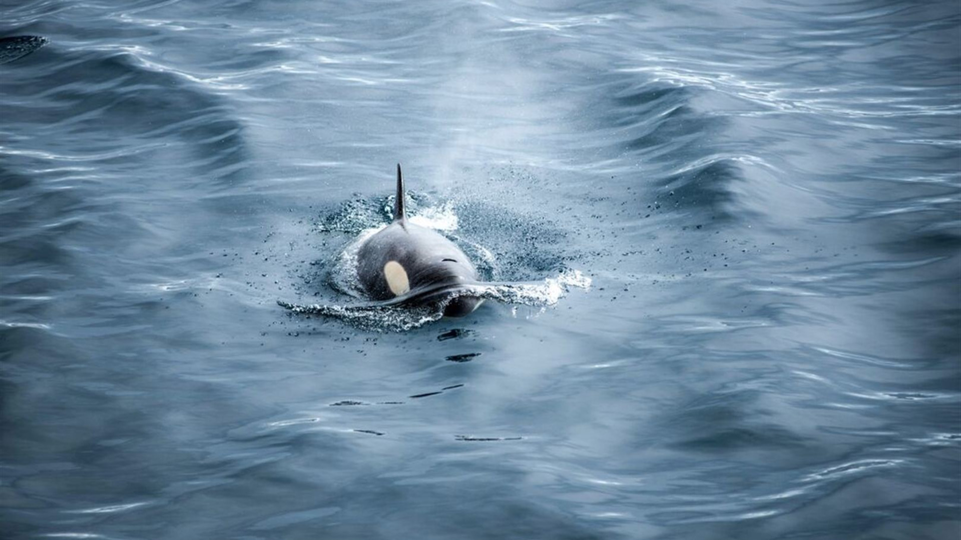 Antarctica's Whale Season (Ocean Albatros) 