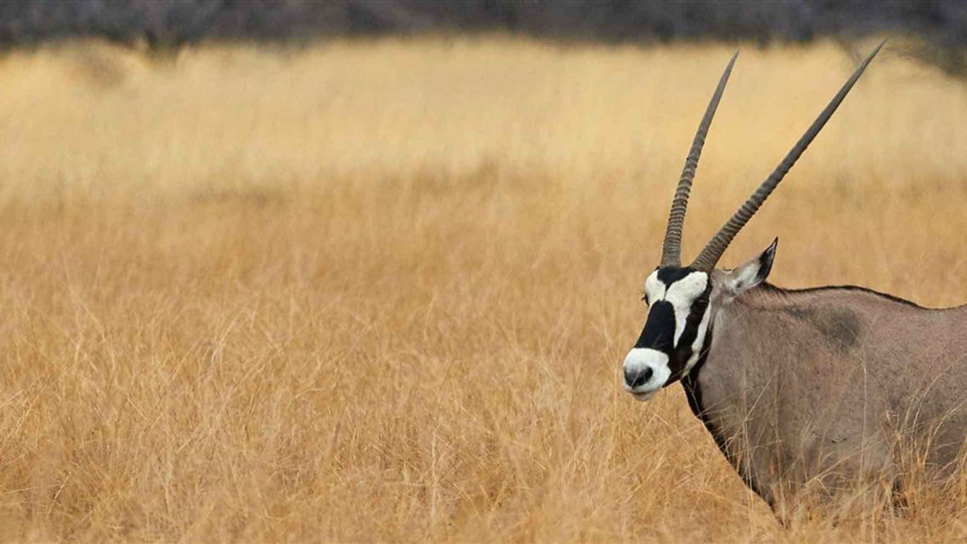 18 to 35s Essential African Safari
