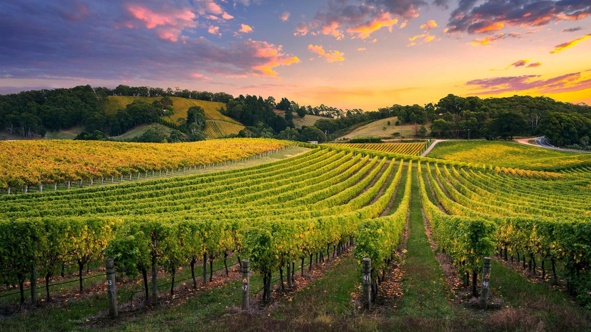 Tastes of Southern Australia