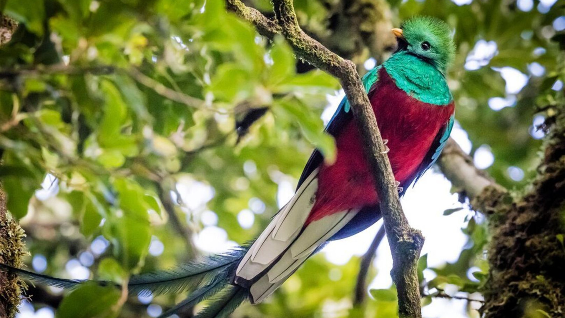 Real Guatemala to Costa Rica