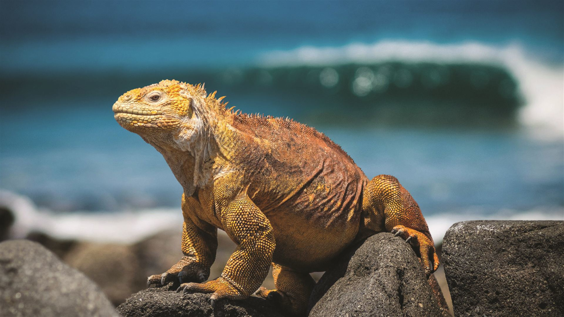 Peru & Galapagos by Yacht 