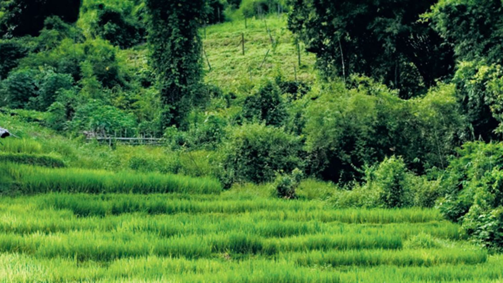 Beautiful Northern Thailand