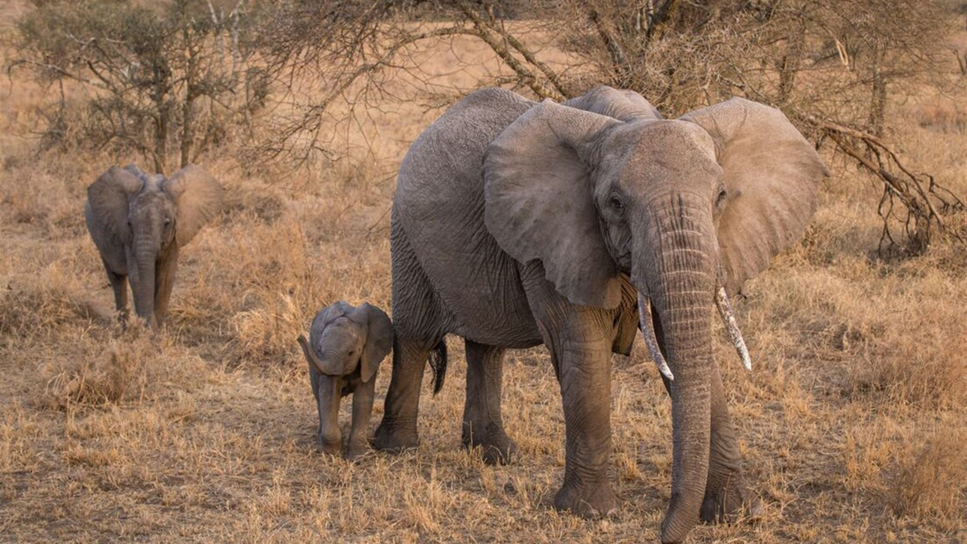 Serengeti Trail