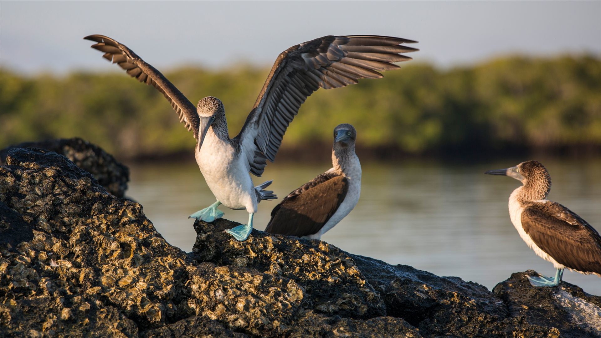 Galápagos Express Adventure: Wilderness & Wildlife
