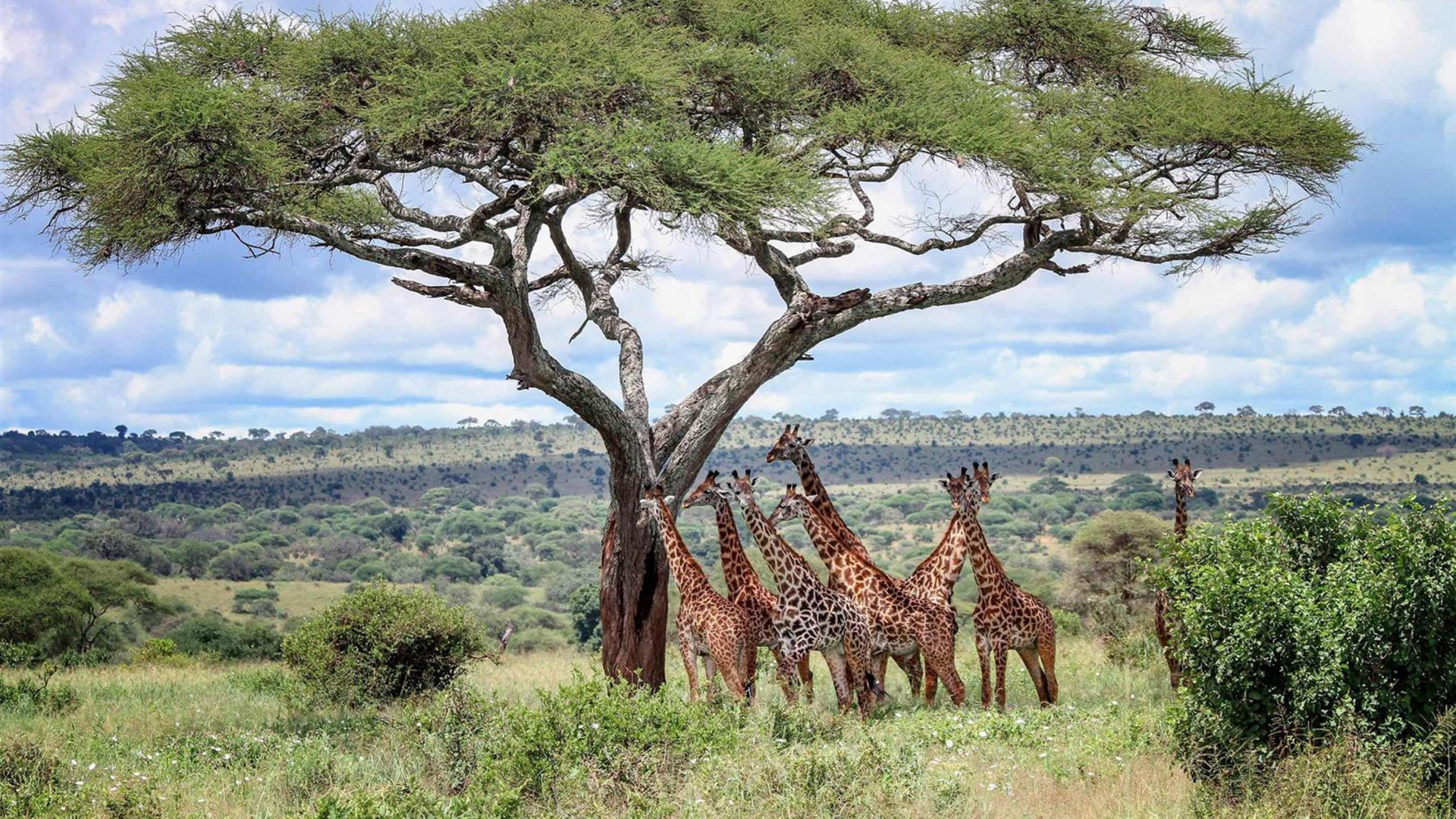 Kenya & Tanzania Safari Adventure
