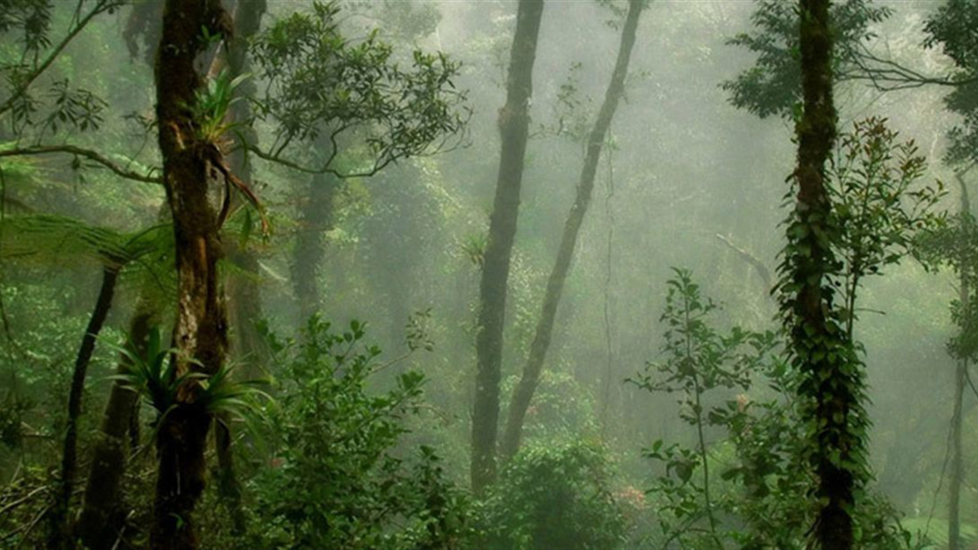 Wild Sarawak