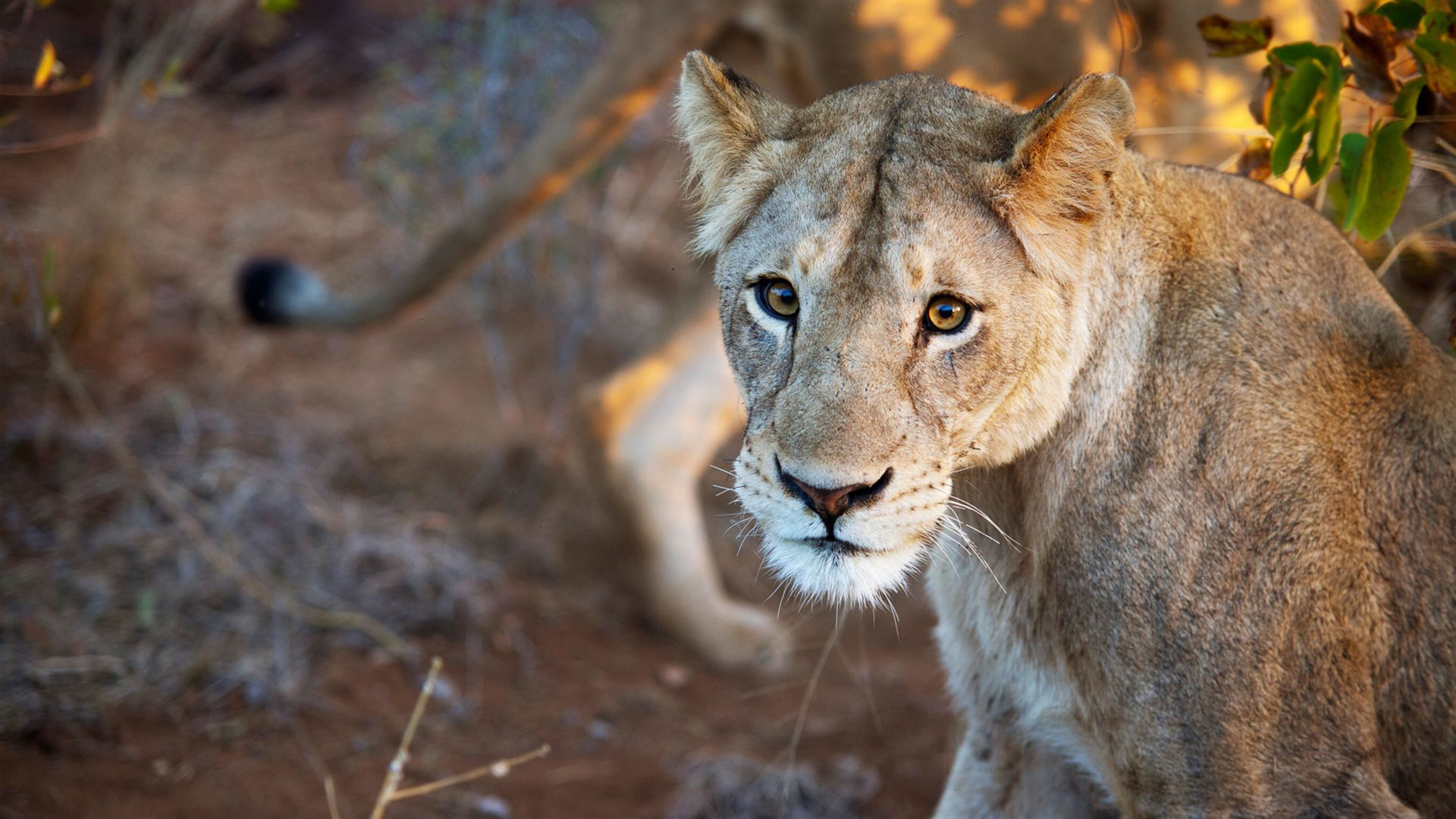 Der Süden Afrikas XL – Wildtiere & Wasserfälle