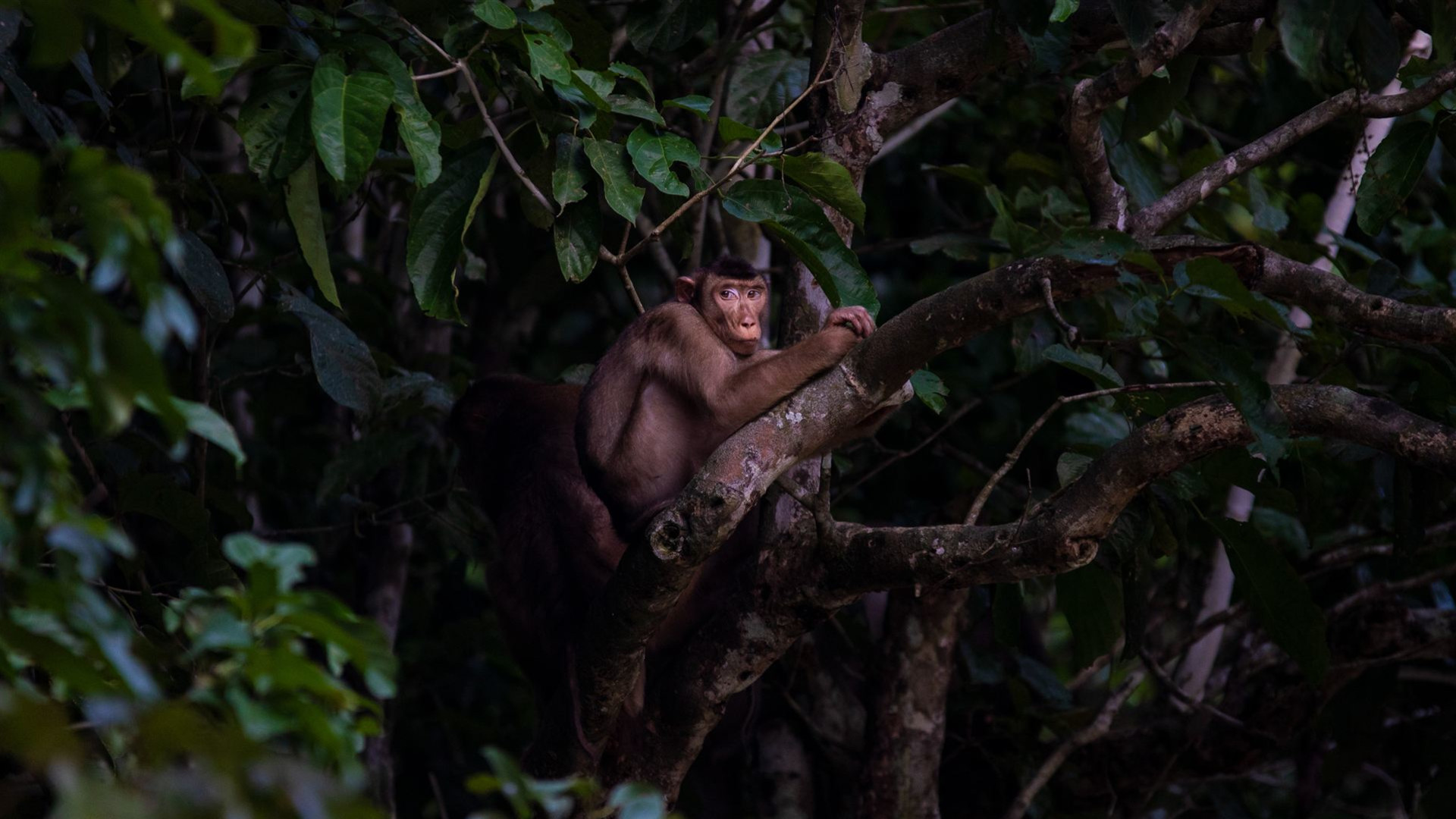 Erlebe Borneo  – Rundreise durch Ost-Sabah