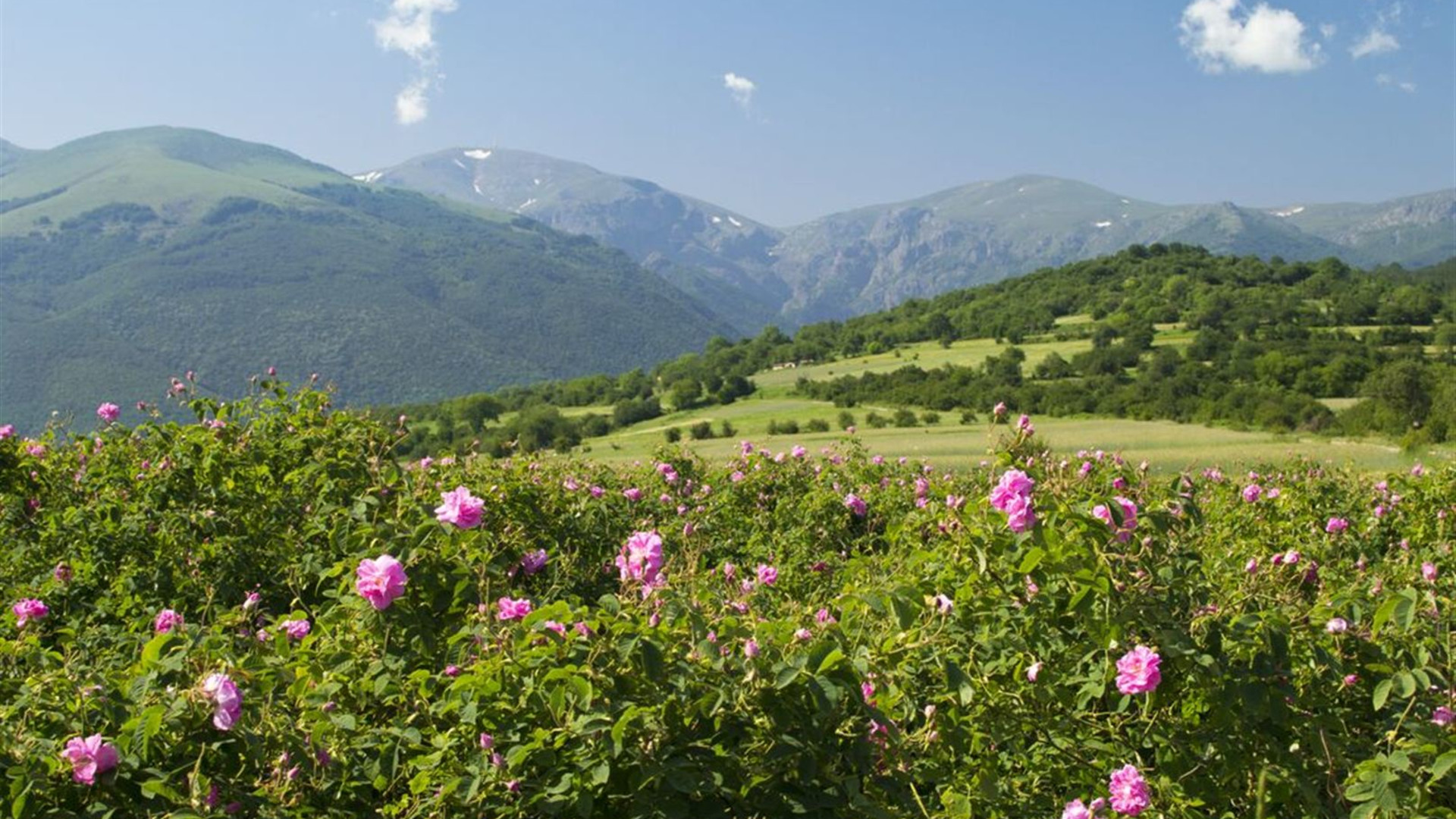 Eastern Europe Explorer