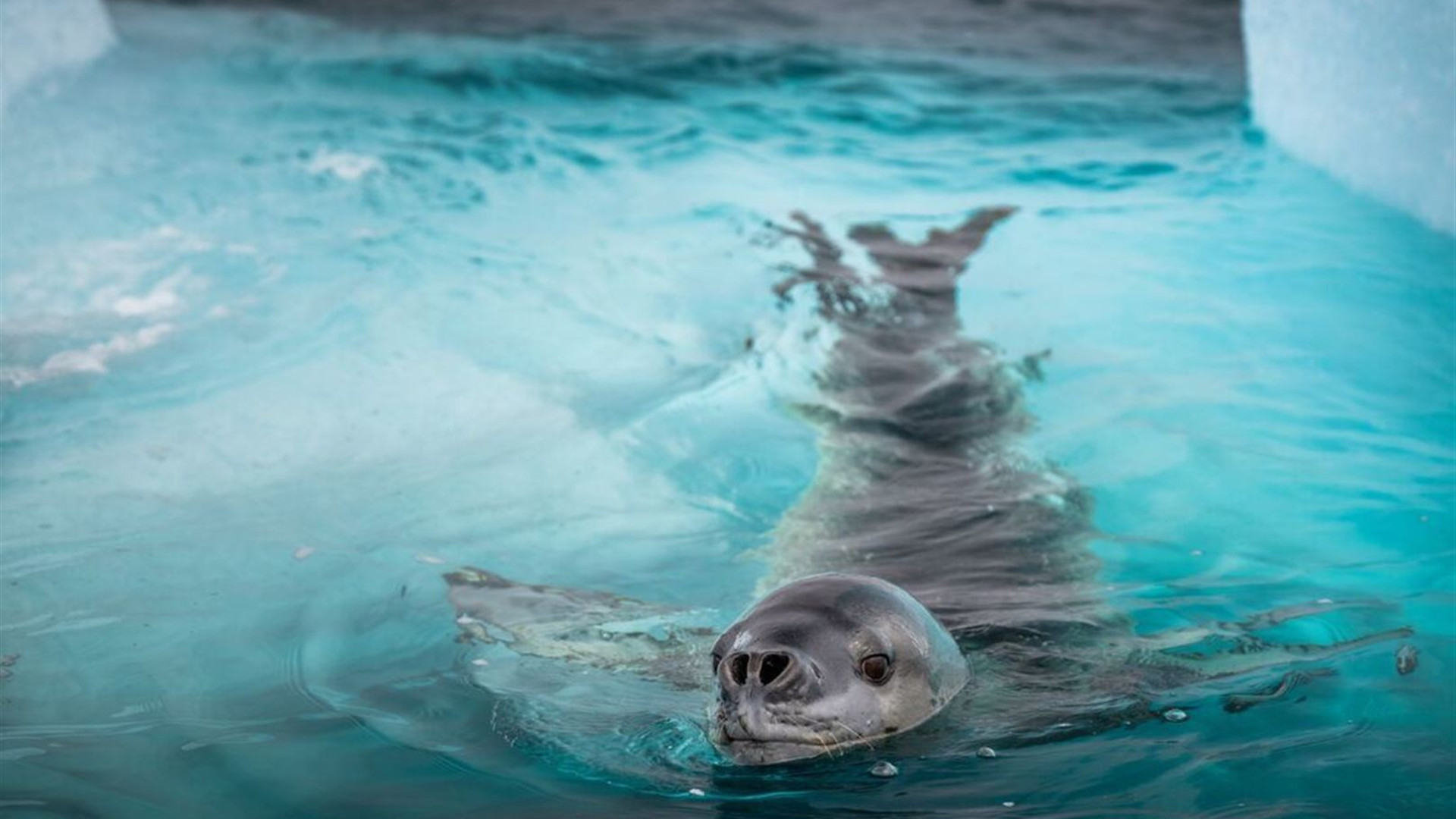 Antarctica's Whale Season (Ocean Albatros) 