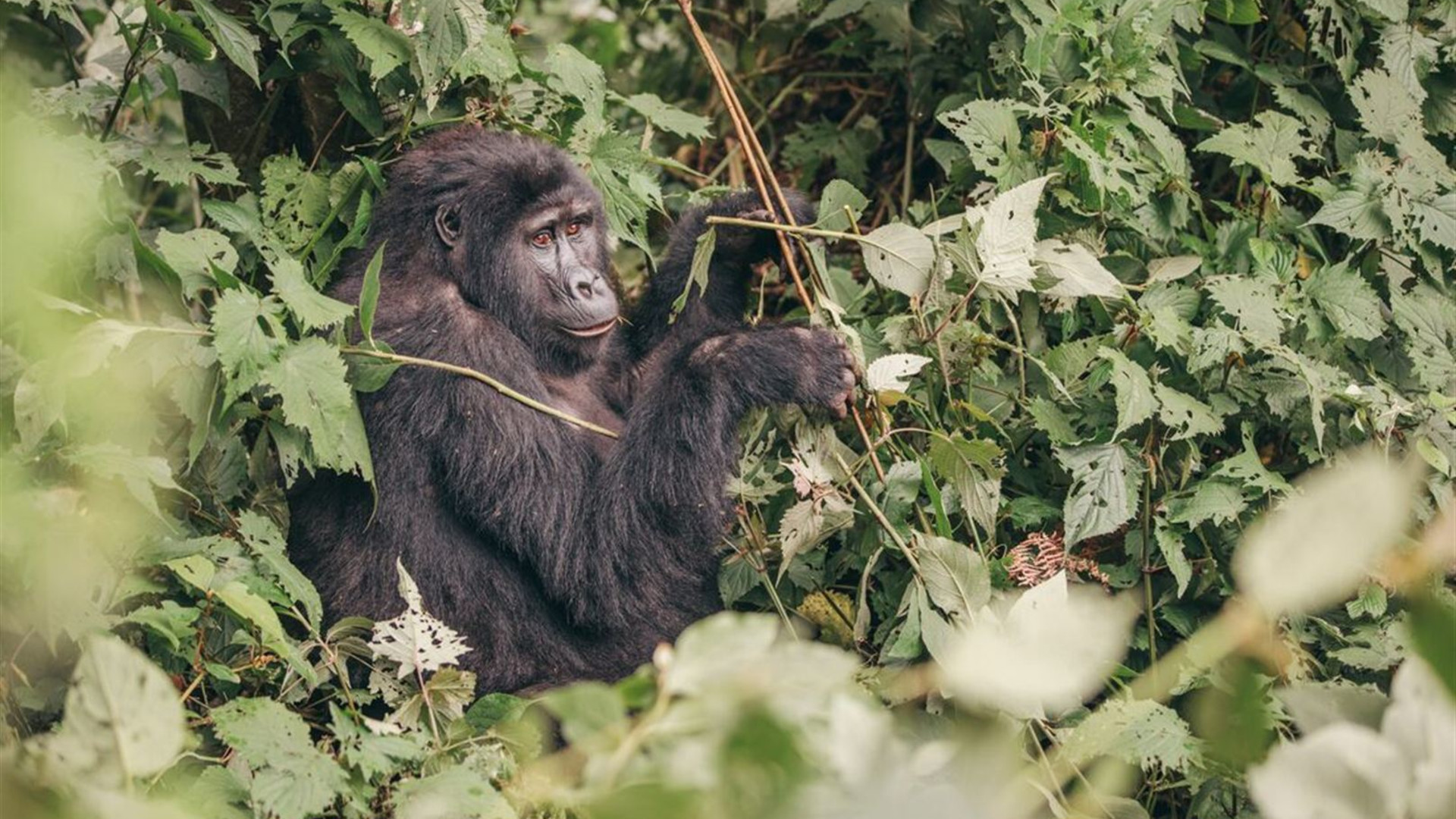 Essential Uganda: Gorillas and Chimps