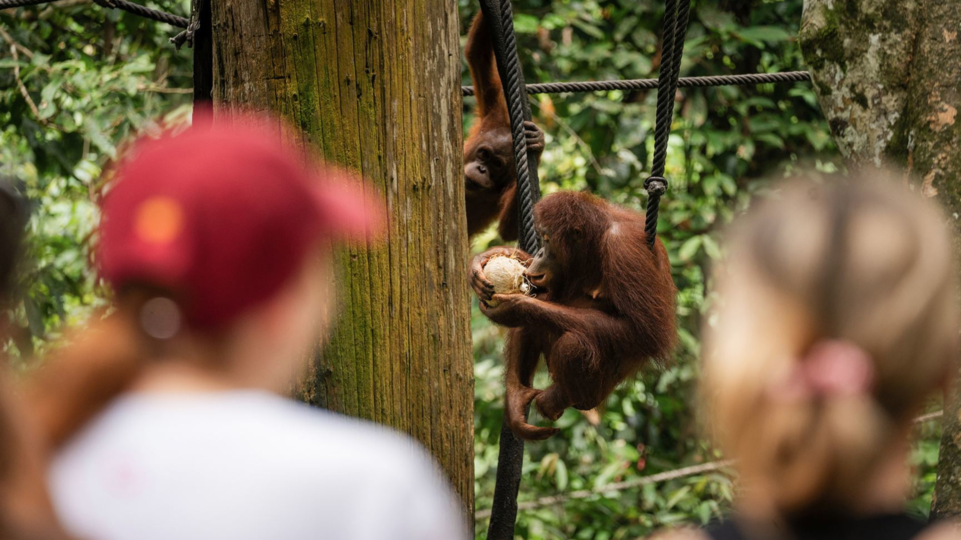 Borneo Adventure