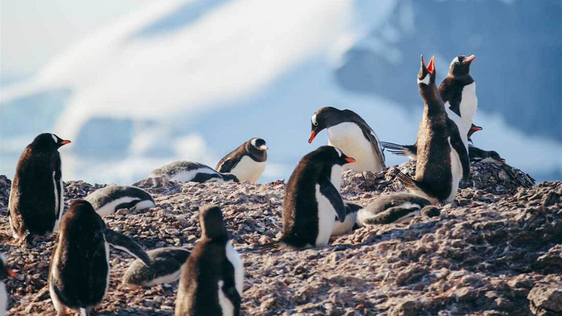 Antarctica's Whale Season (Ocean Albatros) 