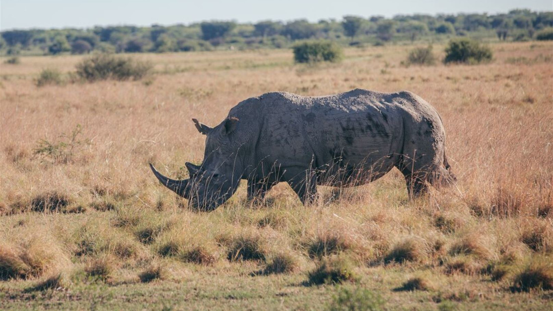 Johannesburg to Kenya
