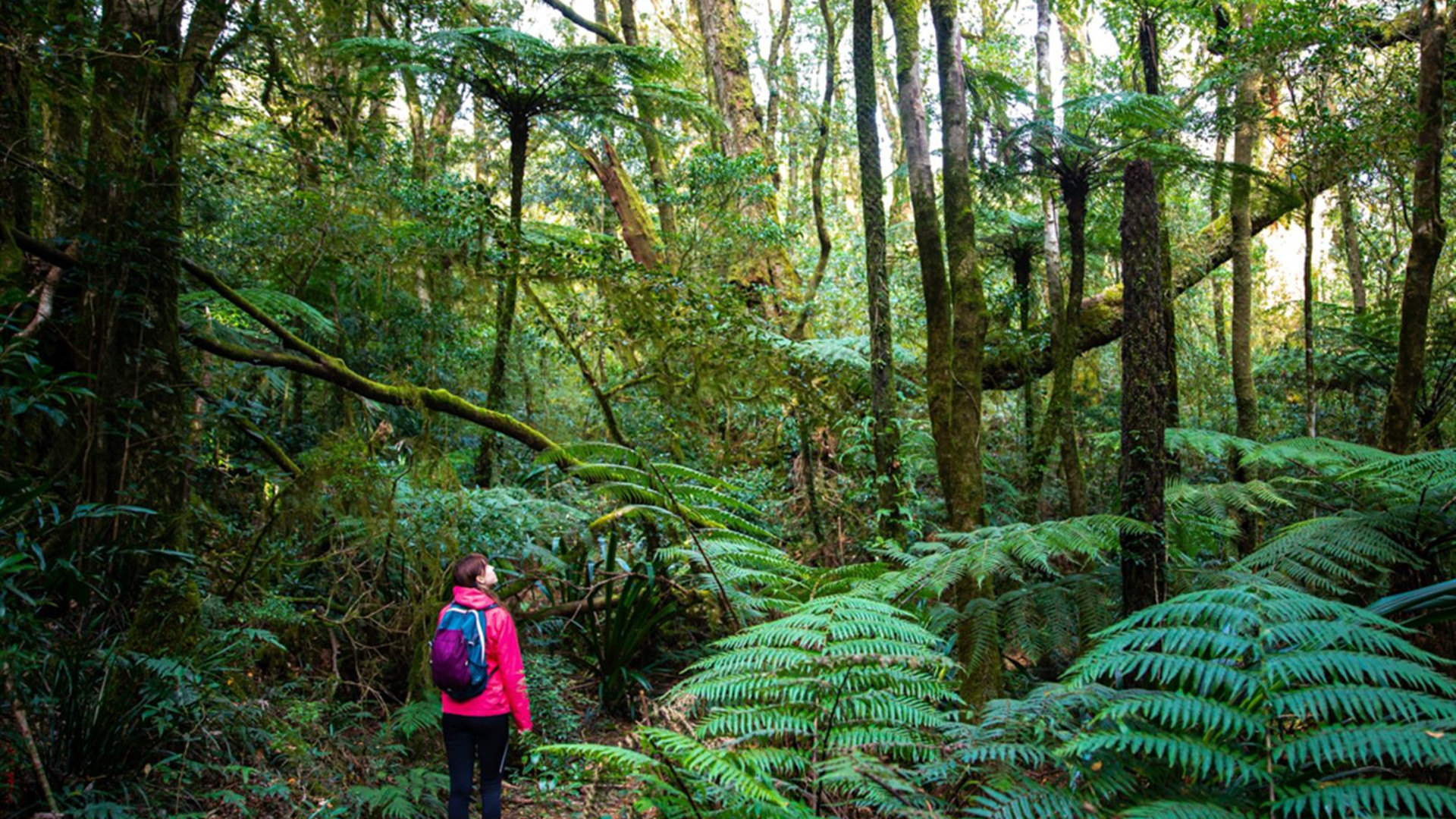 Hike Queensland's Scenic Rim Trail