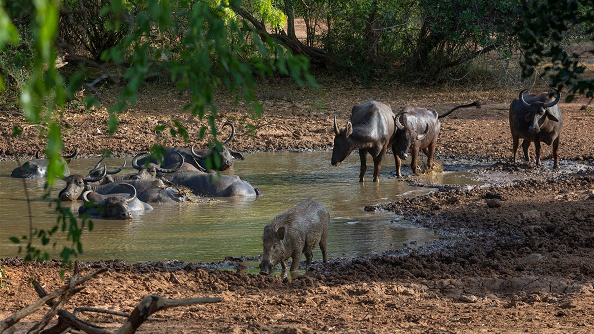 Sri Lanka Safari