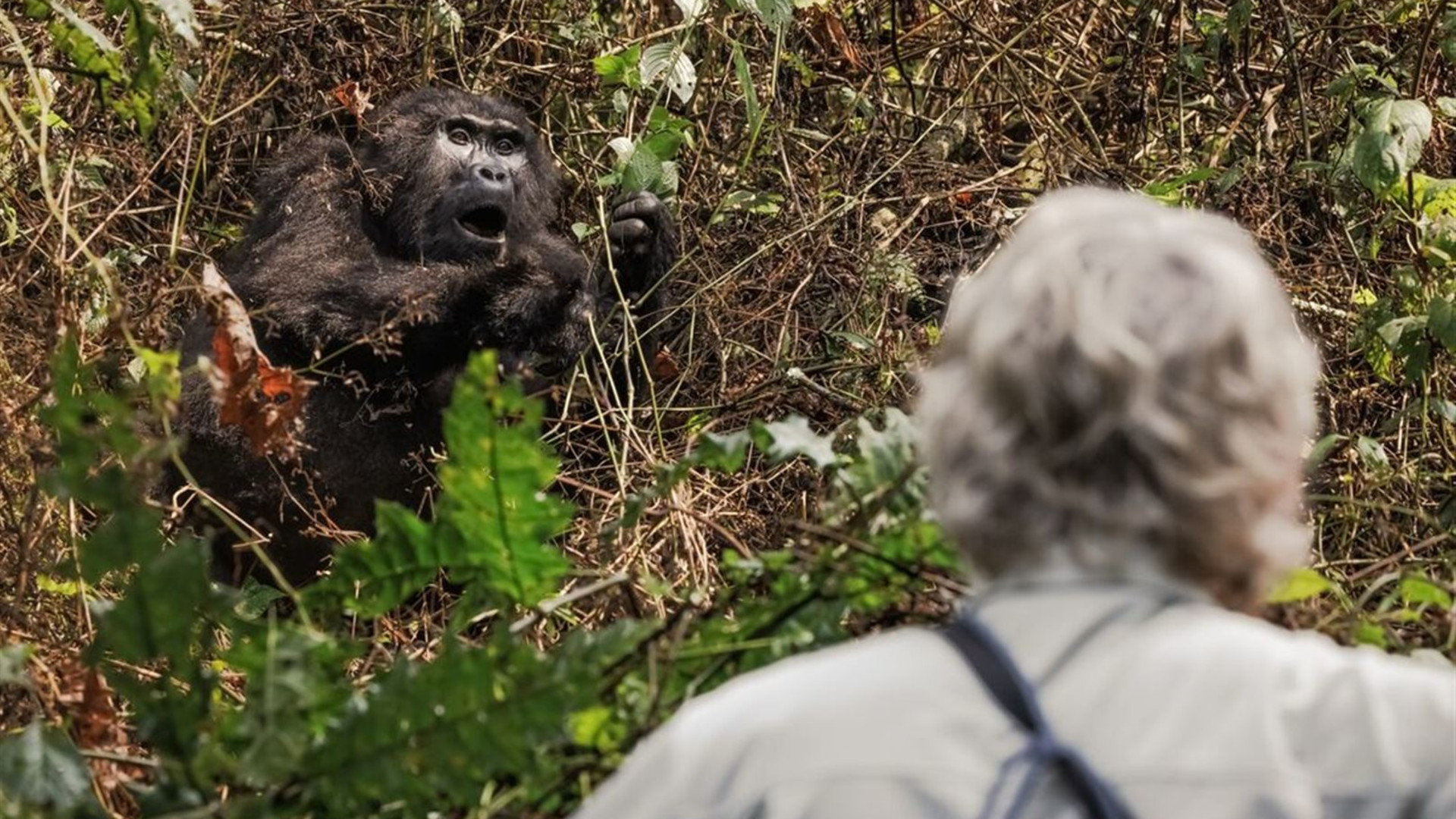 Premium Rwanda & Gorillas of Uganda