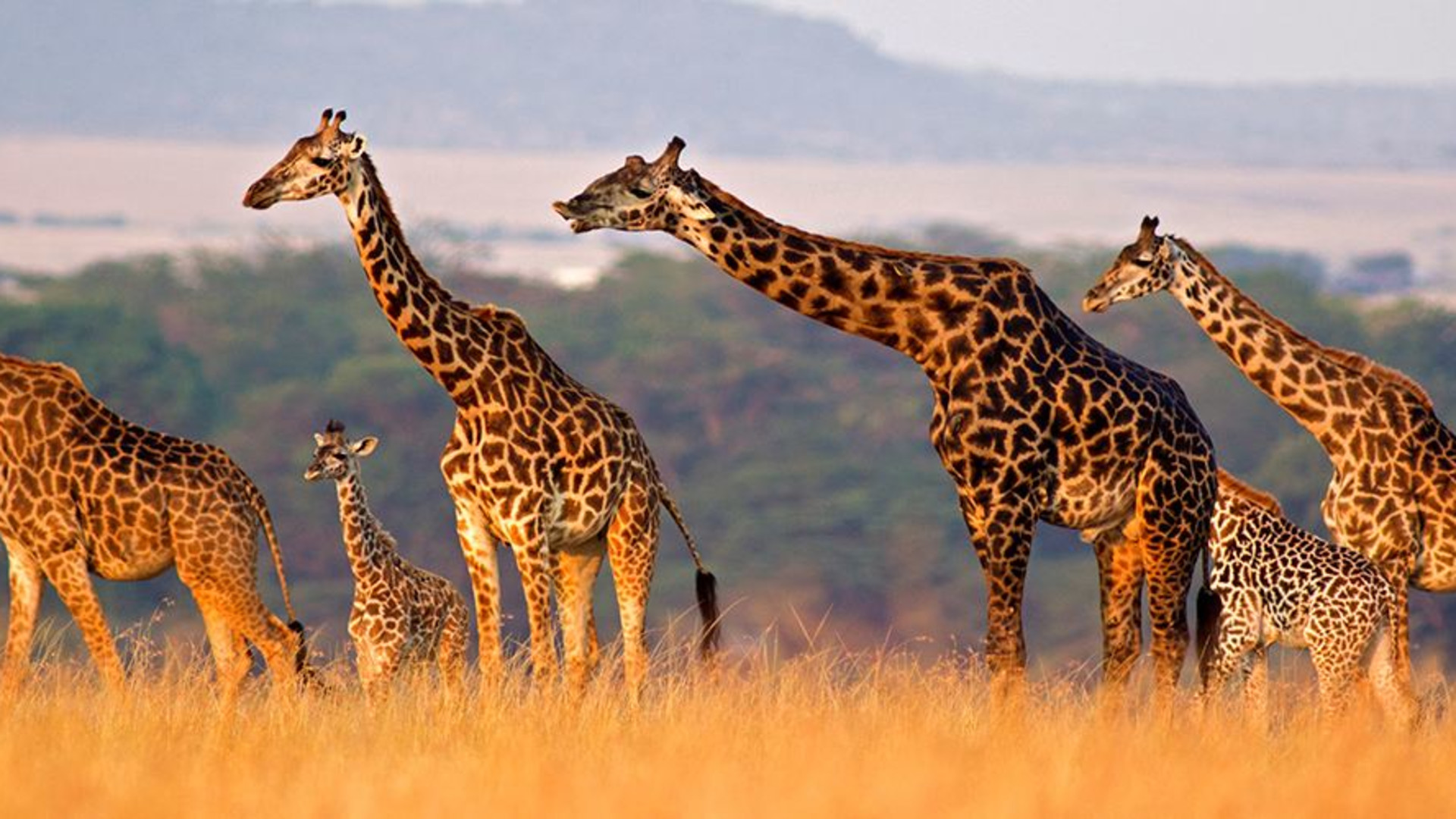 The Maasai Heartlands